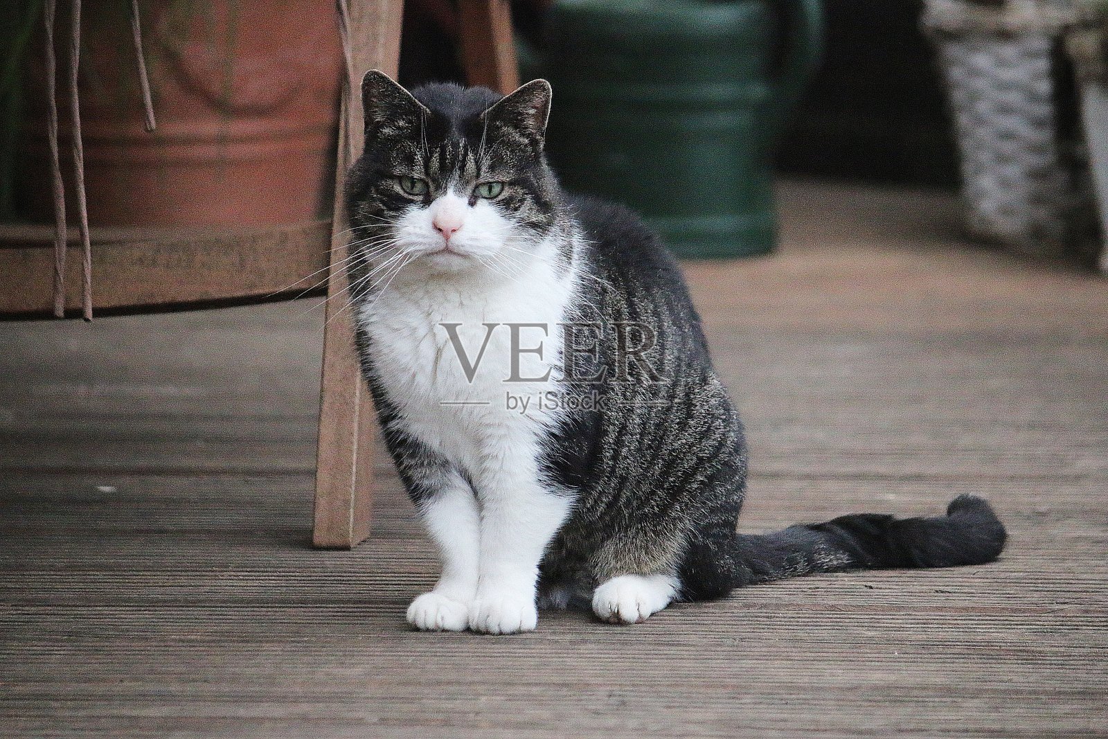 一个可爱的家猫的特写镜头户外照片摄影图片