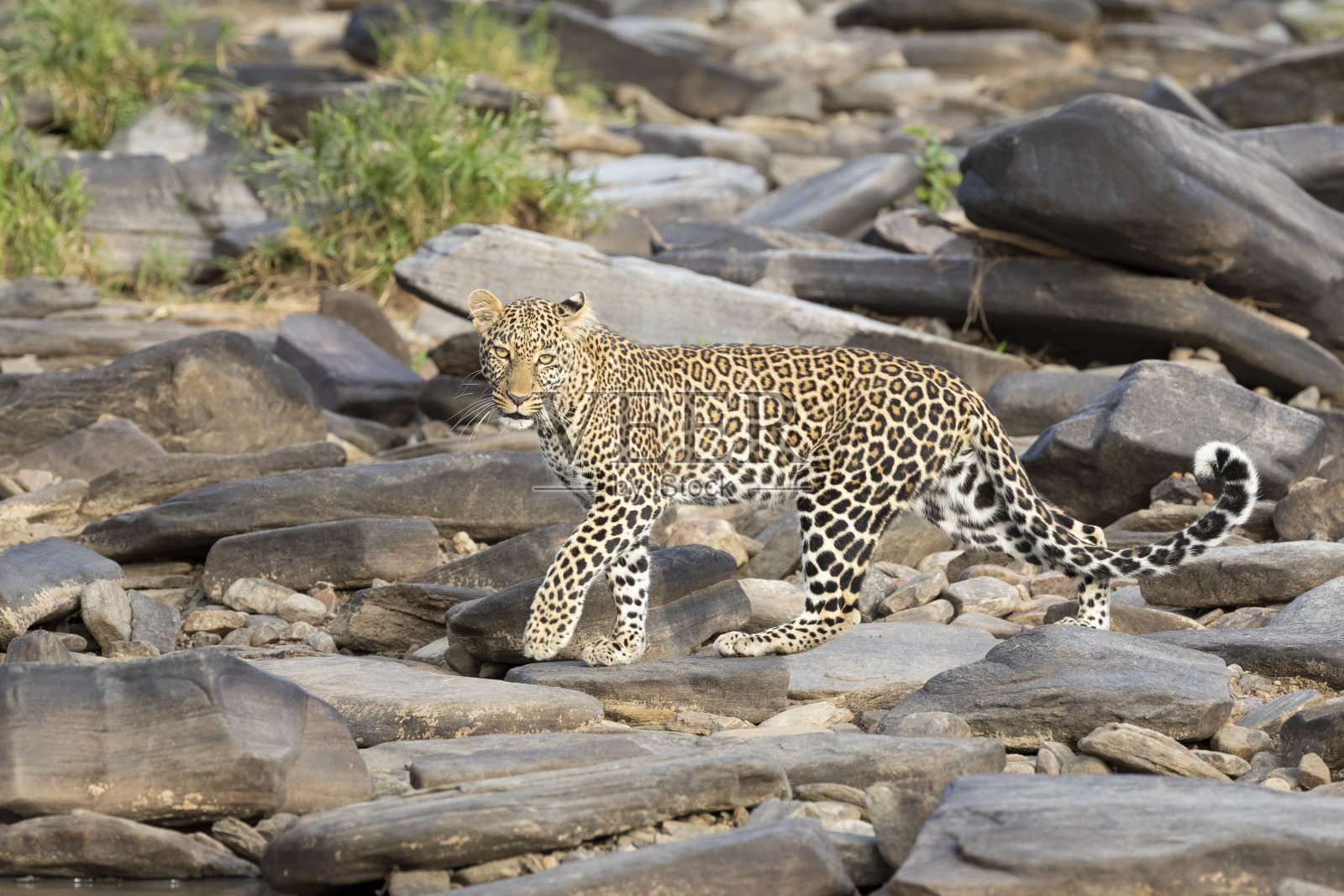 在肯尼亚马赛马拉，一只成年豹在大岩石上行走照片摄影图片