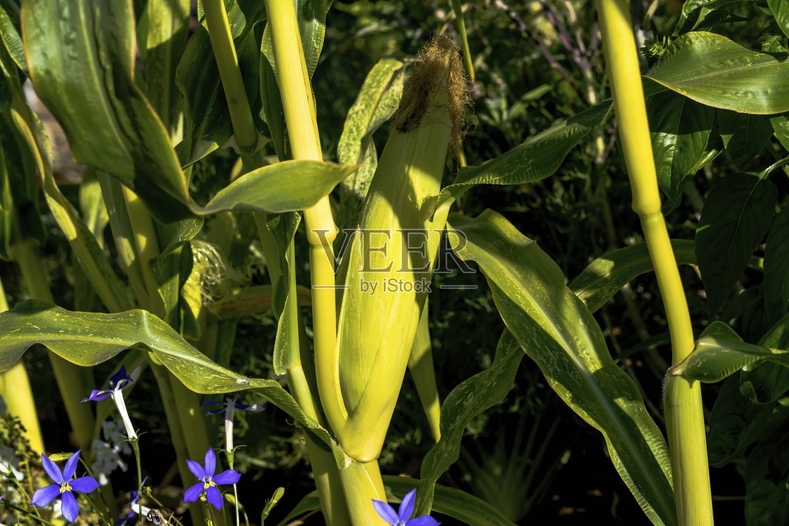 日落时分，玉米地里长满未成熟小玉米棒的玉米照片摄影图片