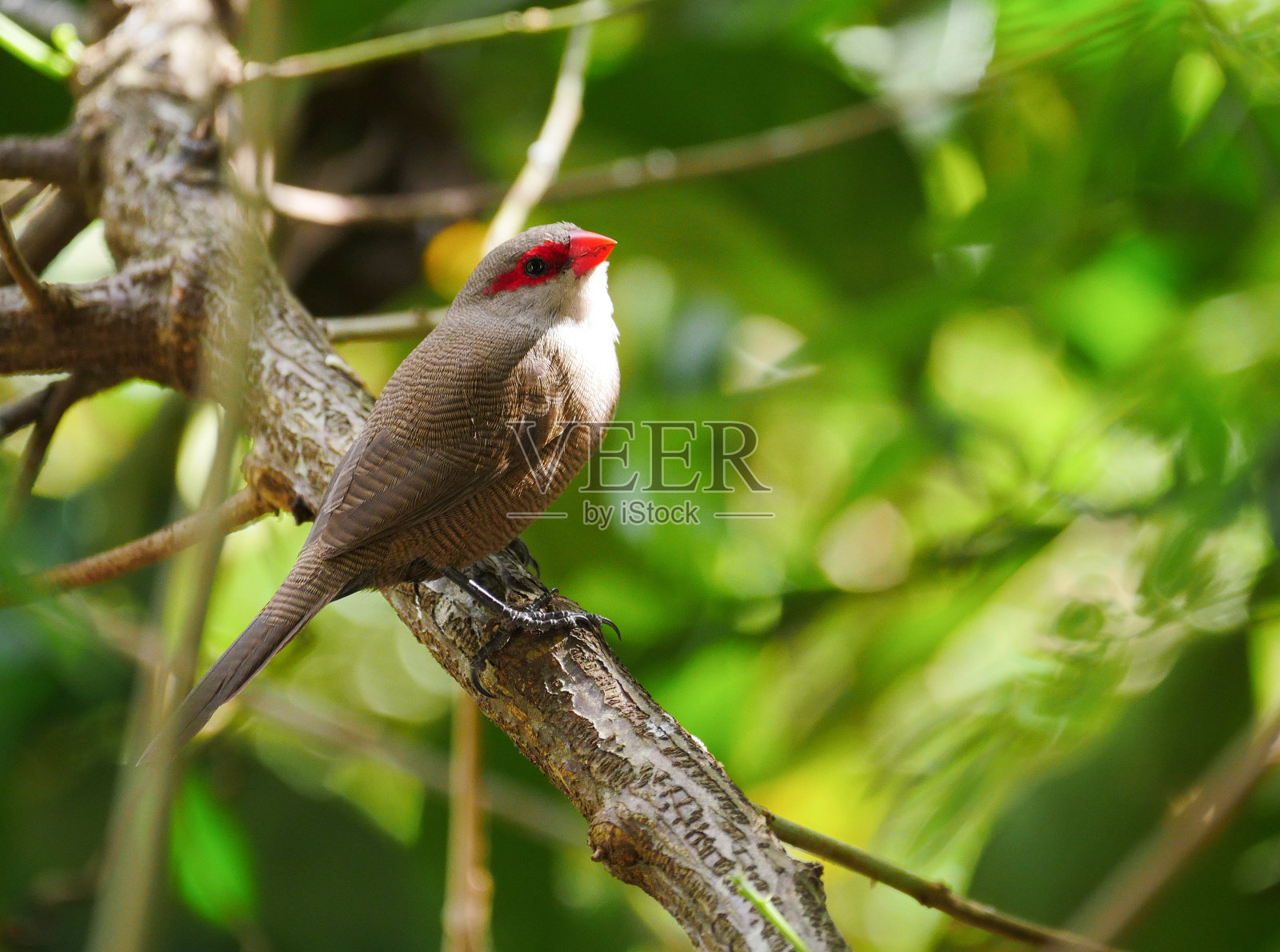 可爱的红嘴蜡喙鸟栖息在树上照片摄影图片