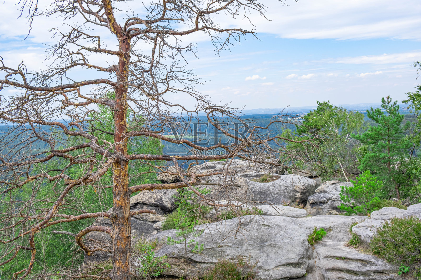 山顶上有一棵干燥的树和许多其他活的树和药草照片摄影图片