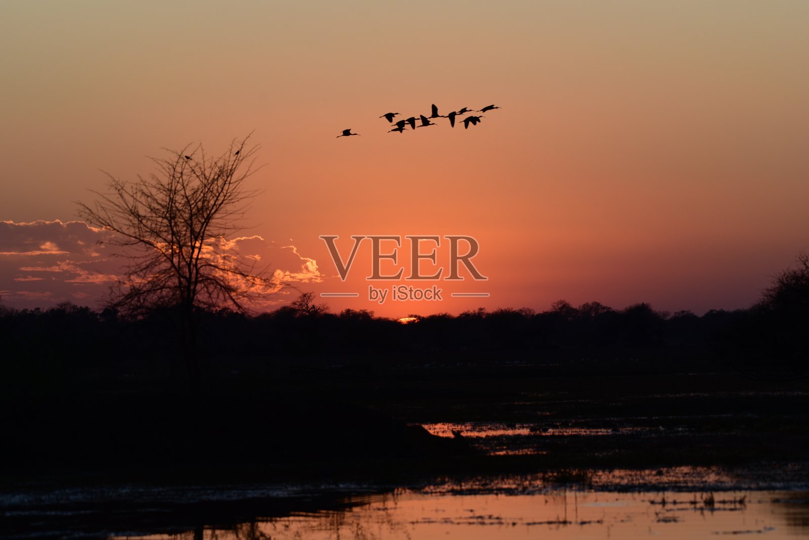 巴拉鸟类保护区照片摄影图片