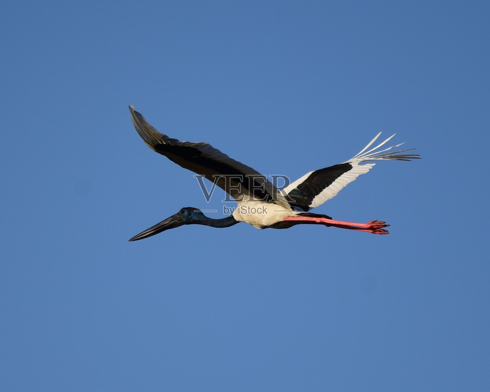 巴拉鸟类保护区照片摄影图片