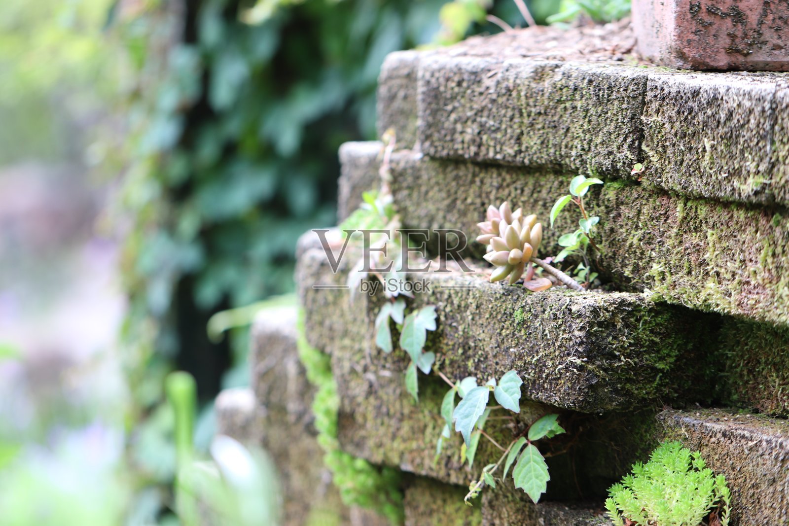 花园里被老式苔藓包裹着的石头。照片摄影图片
