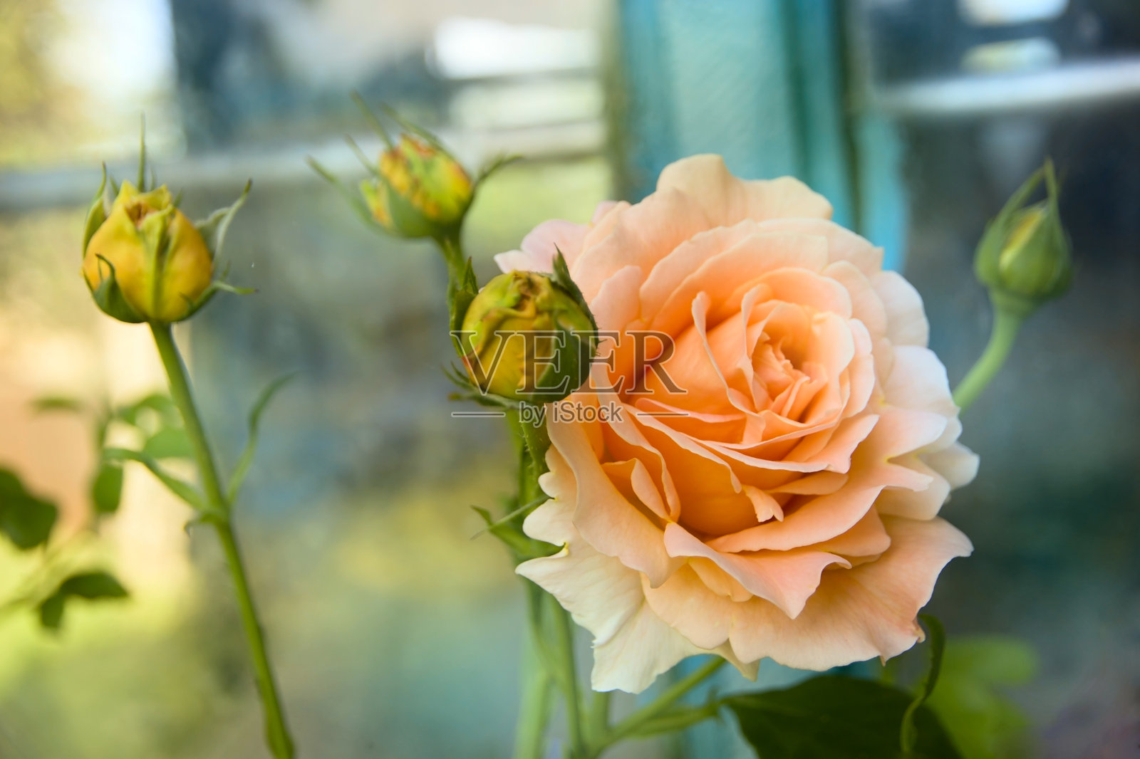 盛开的美丽玫瑰“波尔卡”照片摄影图片