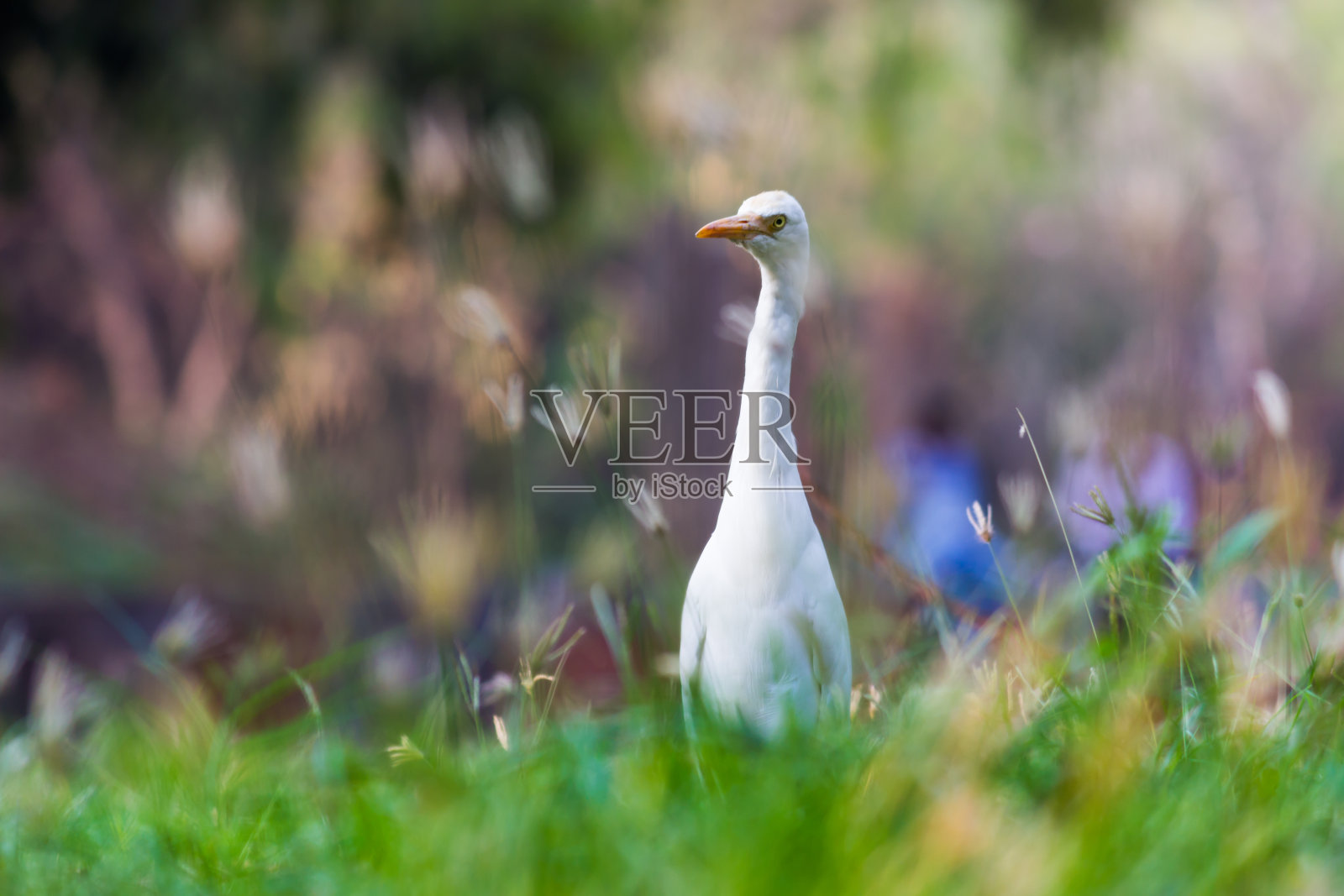 牛背鹭照片摄影图片