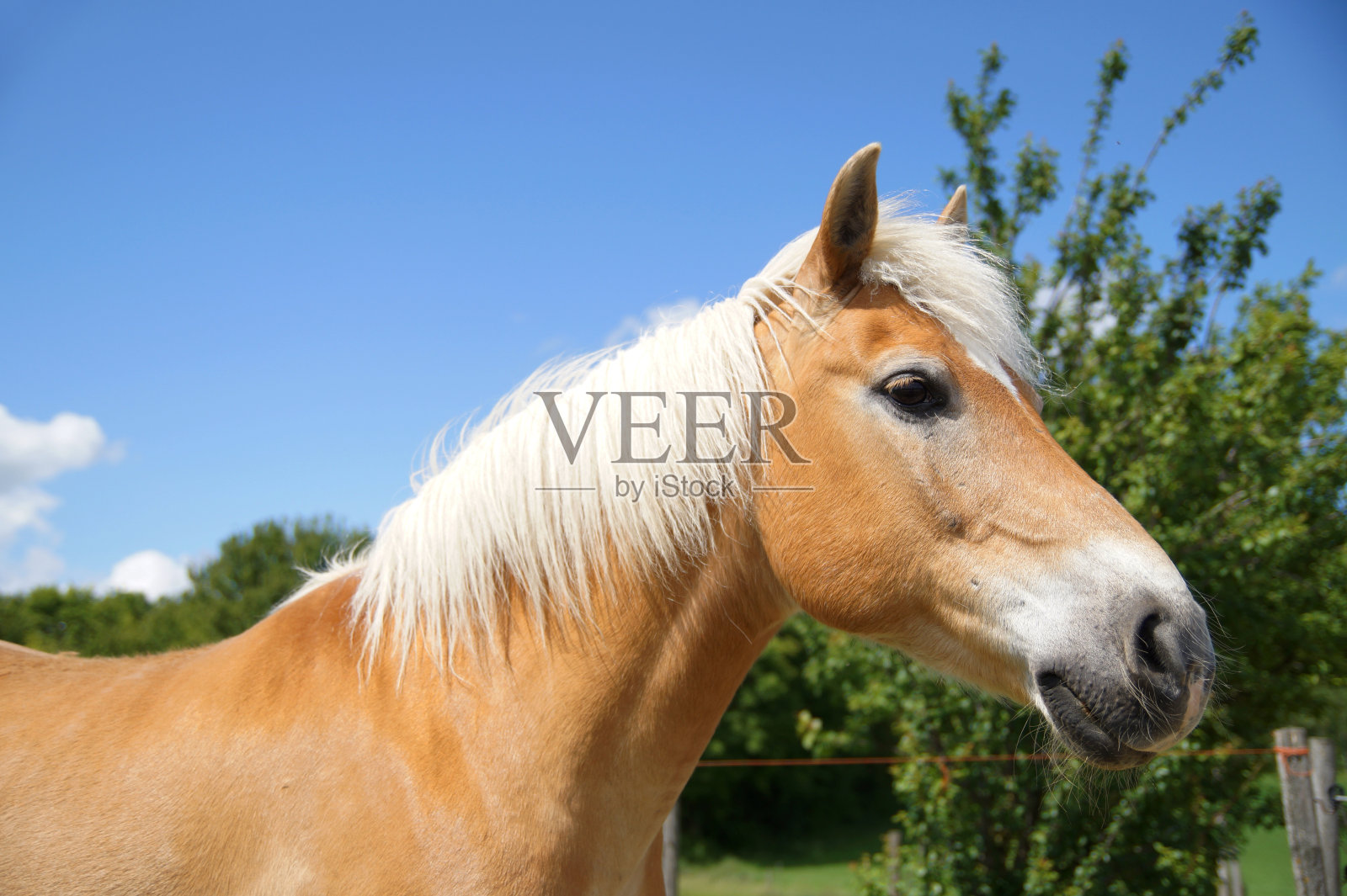 年轻的阿伯哈夫林格马的肖像与短鬃毛在绿色的田野对天空照片摄影图片