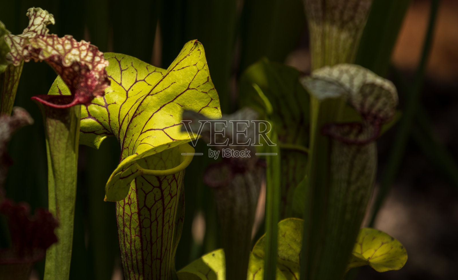 细看是肉食性植物照片摄影图片