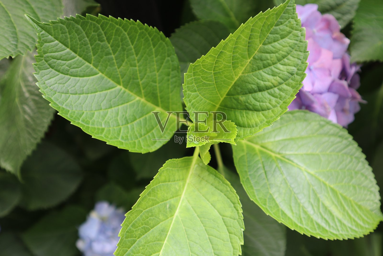 雨季花绣球照片摄影图片