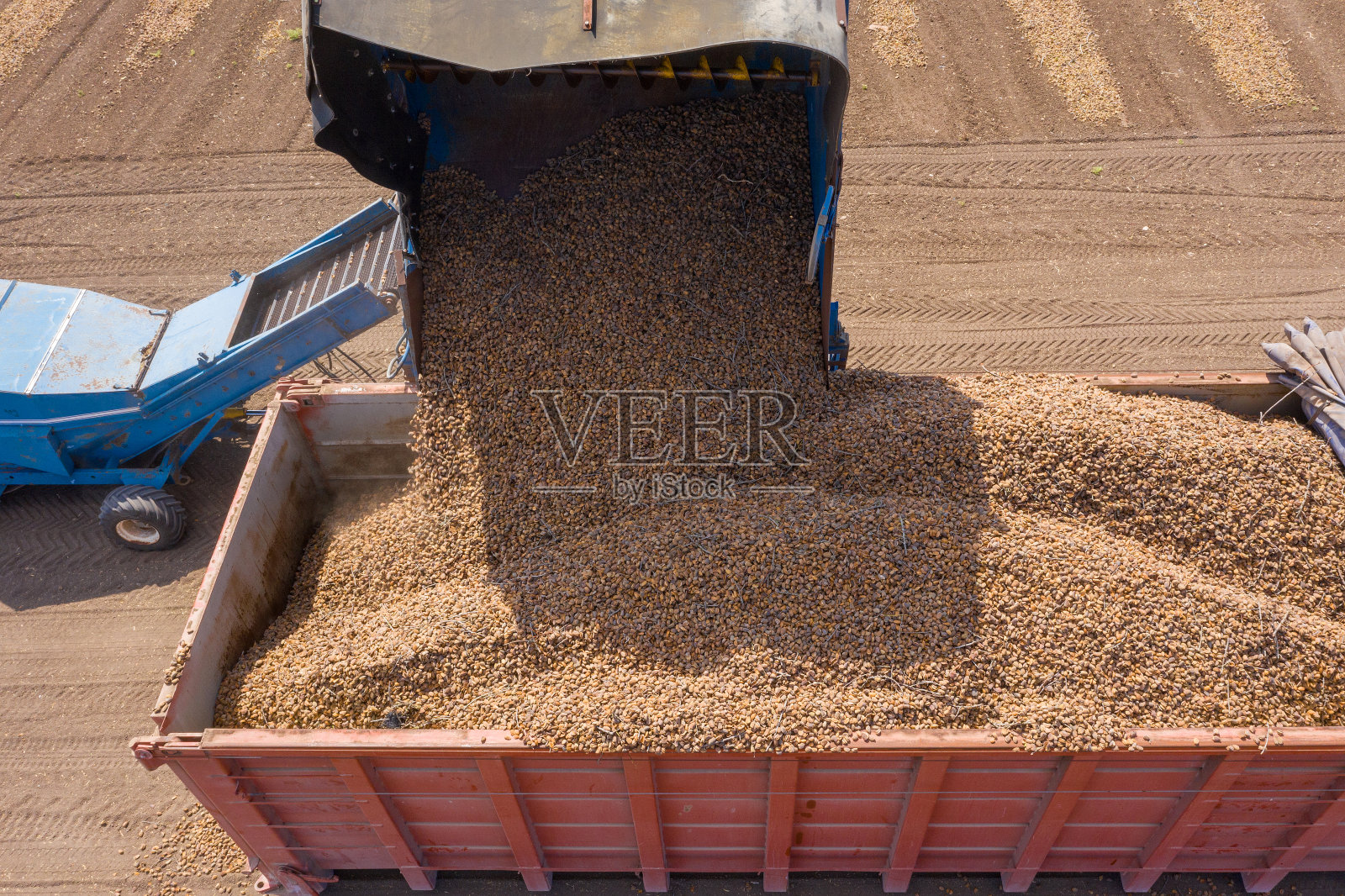 拖拉机将采摘的新鲜杏仁卸到拖车上照片摄影图片