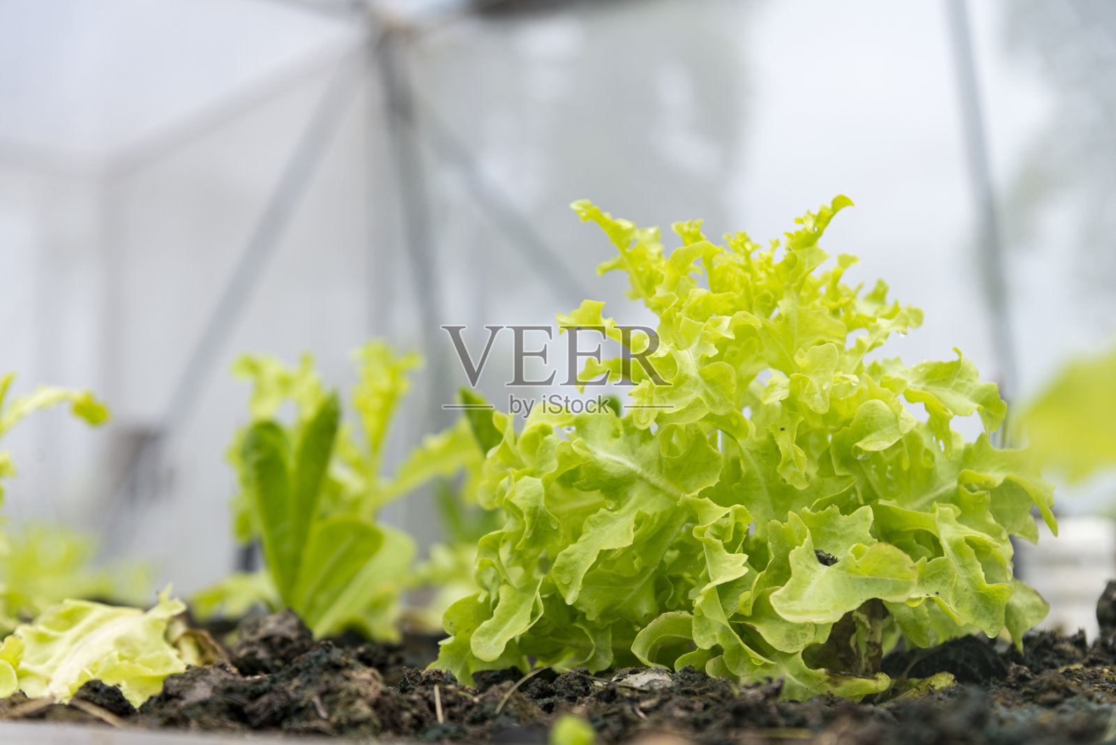 在种植有机蔬菜的农场中，一排排新鲜的有机绿色橡木生菜沙拉植物。有选择性的重点照片摄影图片