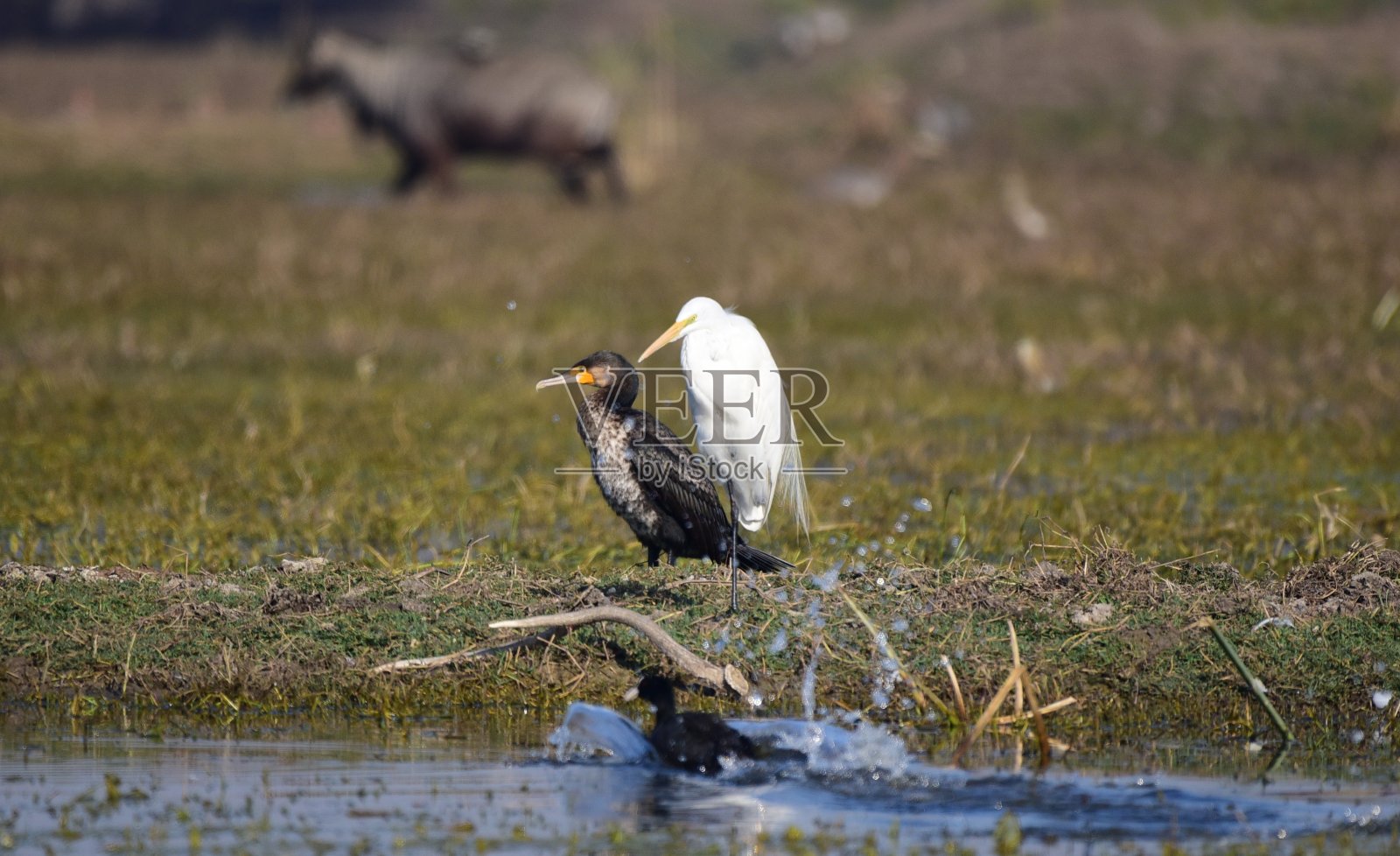巴拉鸟Sanctuary1照片摄影图片