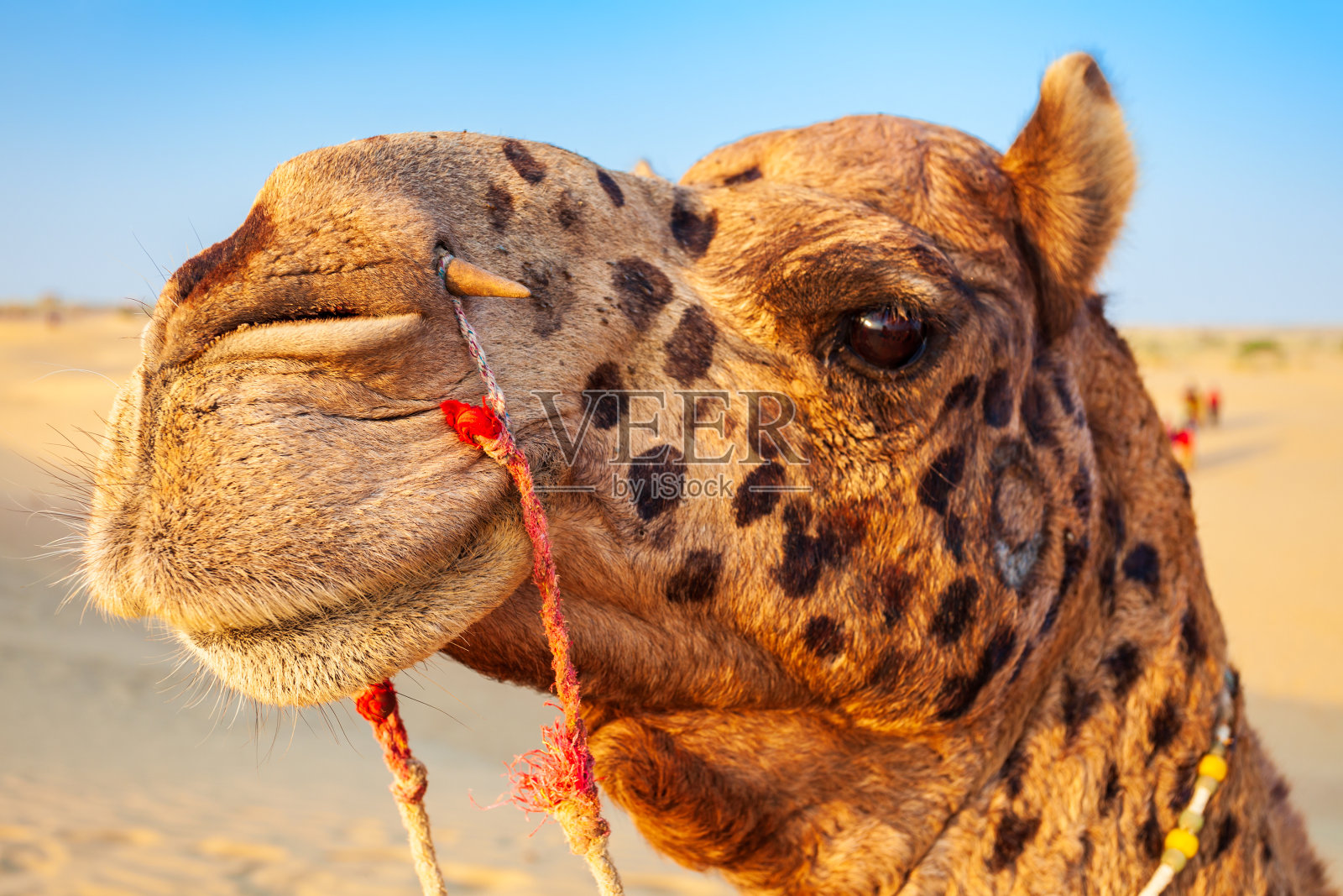 日落时沙漠中的骆驼照片摄影图片