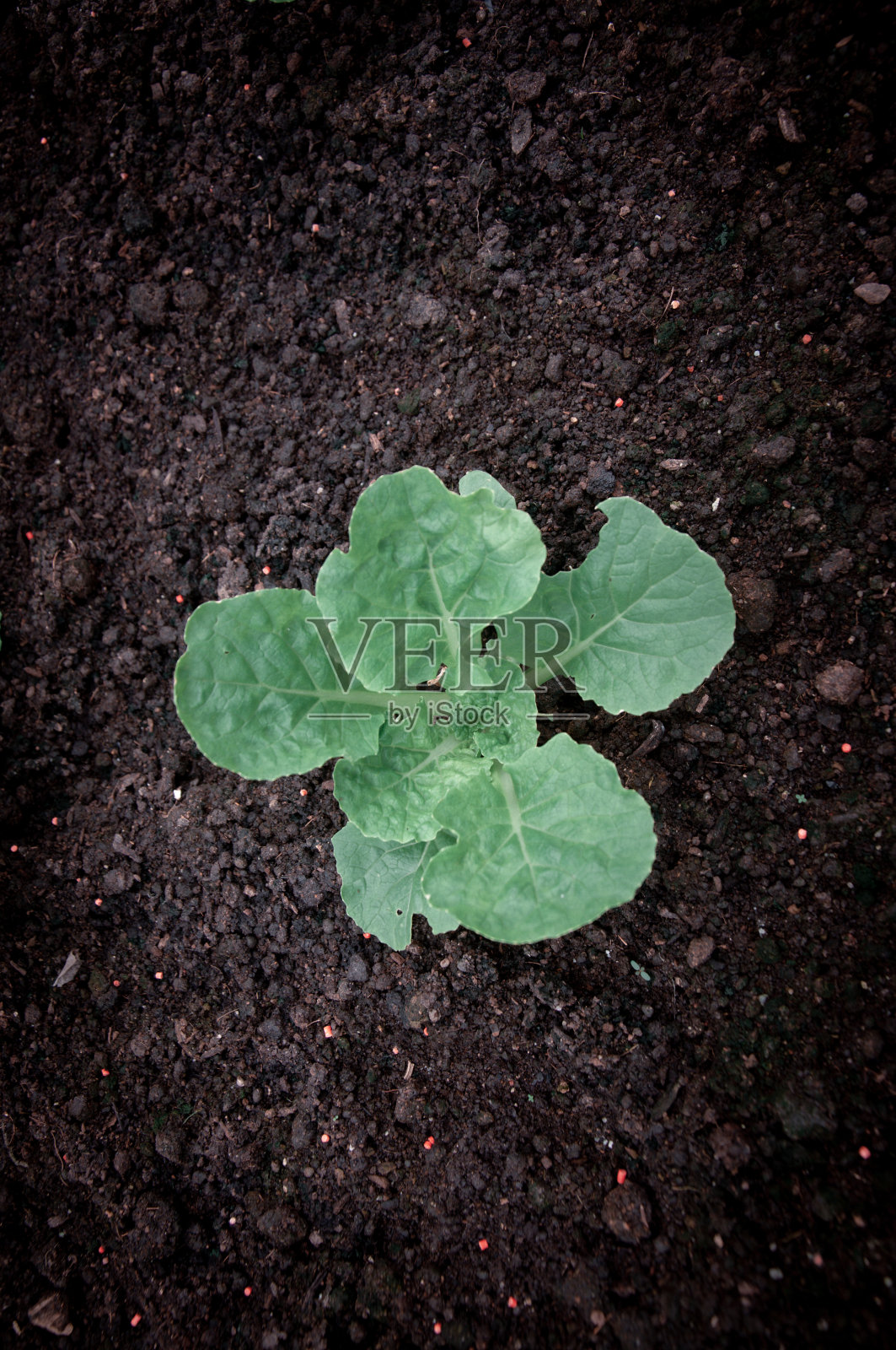 绿色的幼苗植物在棕色的土壤与自由空间文本特写，宏观。照片摄影图片