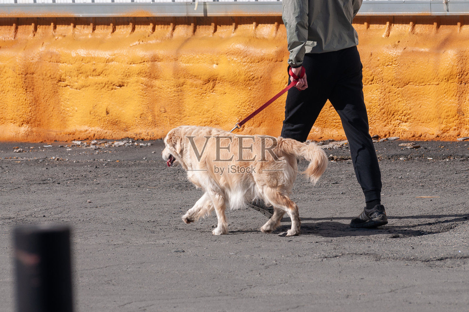 一个男人用皮带牵着一只猎犬。带着狗散步照片摄影图片