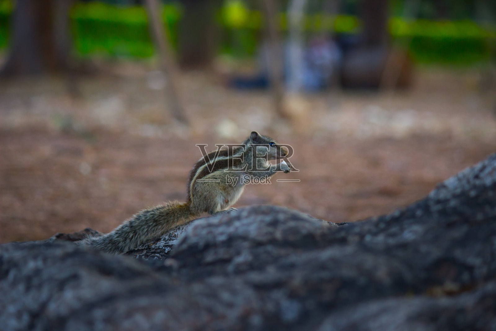 松鼠照片摄影图片