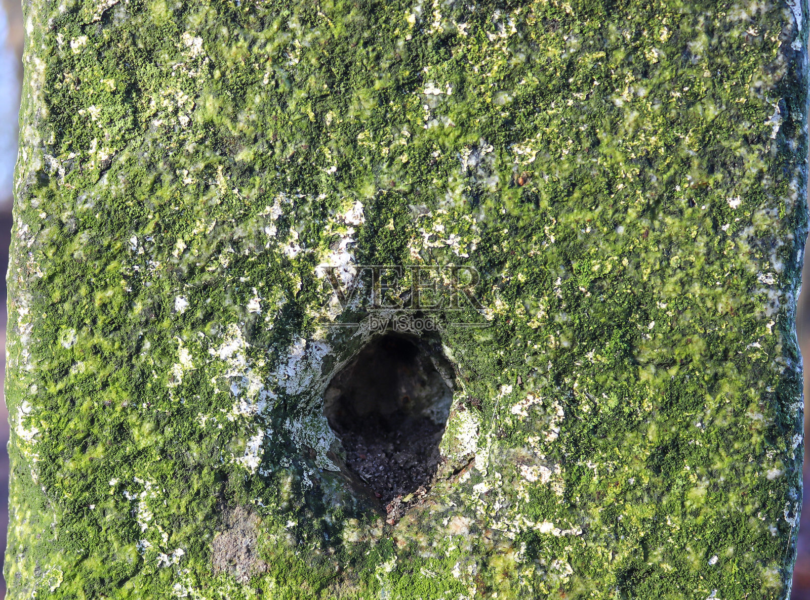 详细的近距离观看不同的苔藓纹理在森林地面照片摄影图片