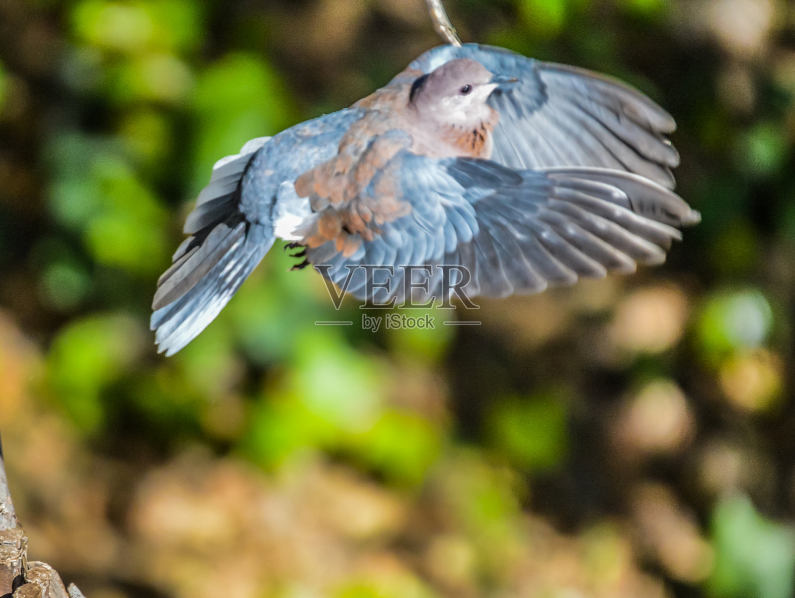 笑鸽子或爱鸽子栖息在非洲照片摄影图片