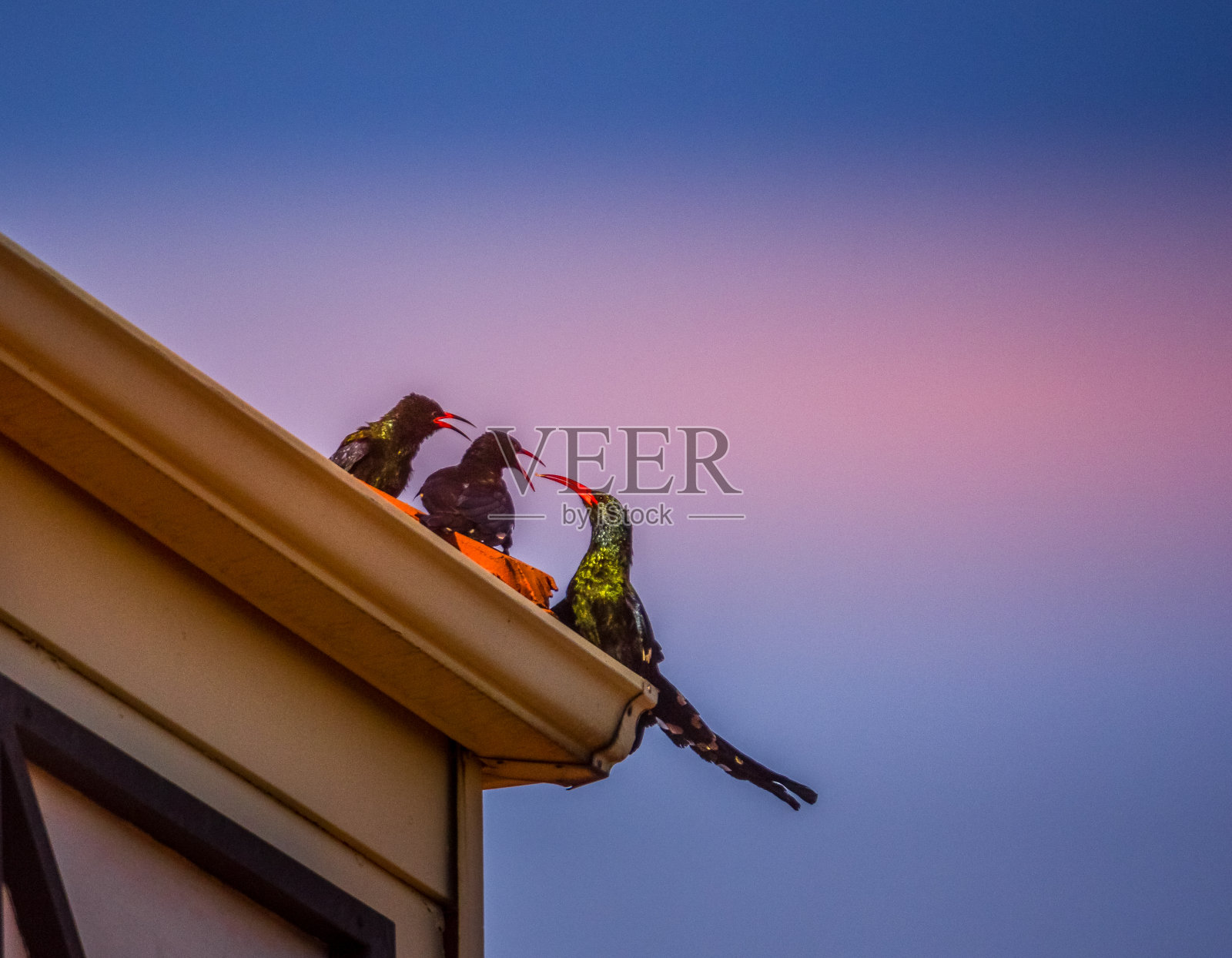 绿木戴胜，也被称为红嘴戴胜发出咯咯的声音，是黑色的颜色与绿色斑块照片摄影图片