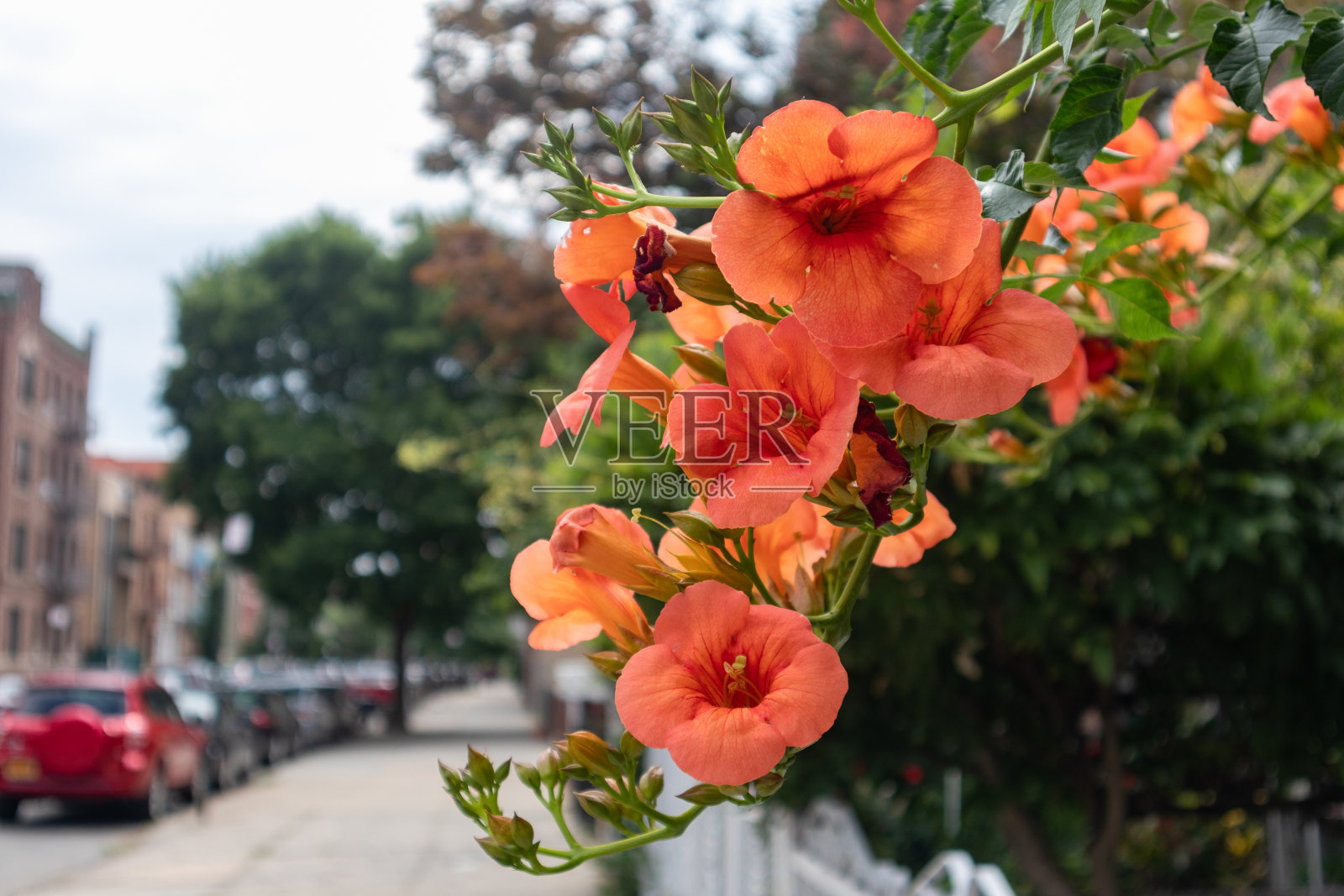 美丽的橙色木槿花沿着人行道在纽约阿斯托里亚皇后区在夏天照片摄影图片