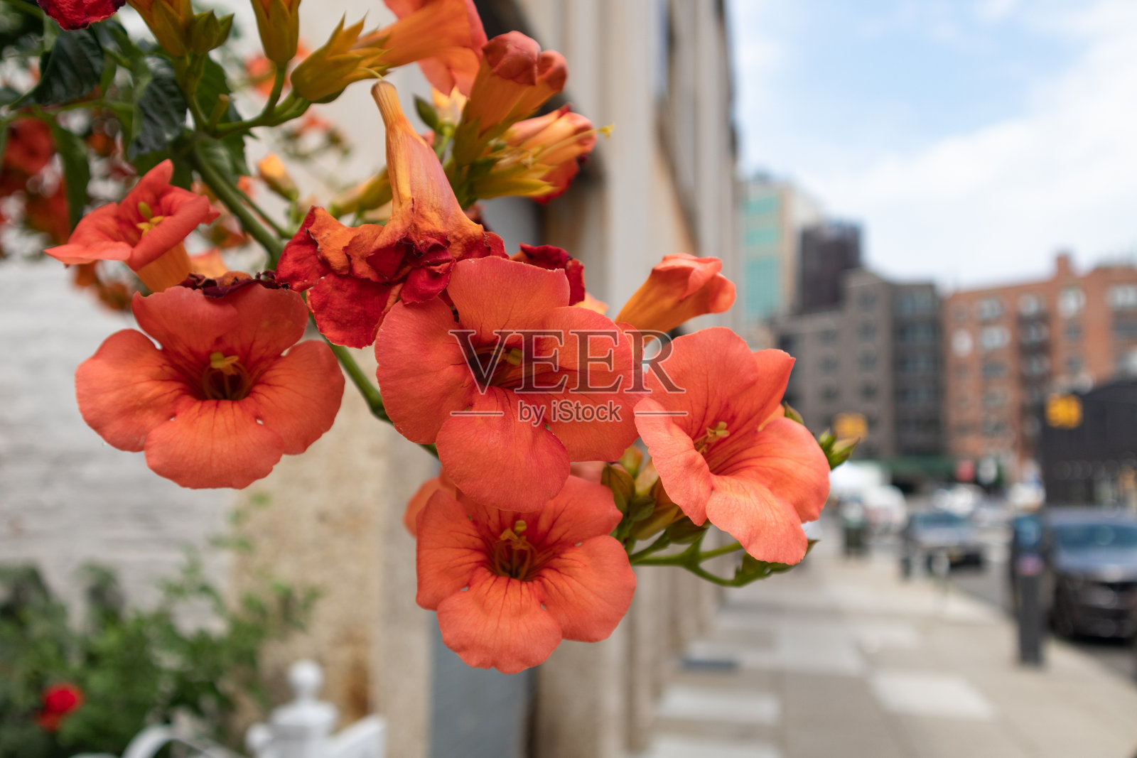 美丽的橙色木槿花沿着人行道在纽约阿斯托里亚皇后区在夏天照片摄影图片