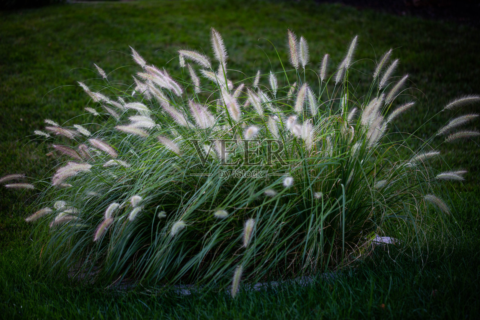 一丛长而干的草被早晨的太阳照亮了照片摄影图片