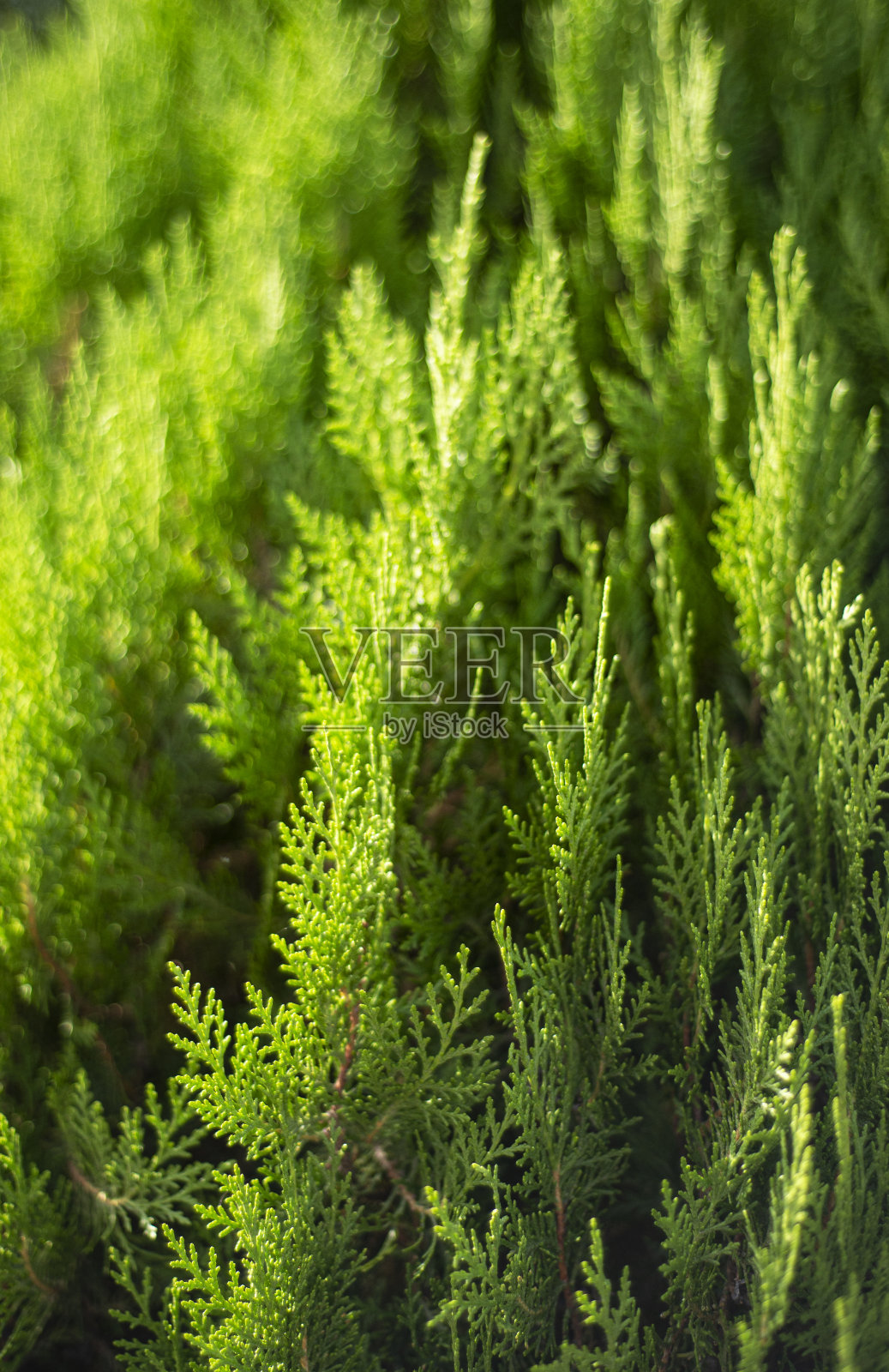柏树的枝条被太阳照得亮晶晶的。天然的绿色针叶树背景。部分分散注意力。照片摄影图片