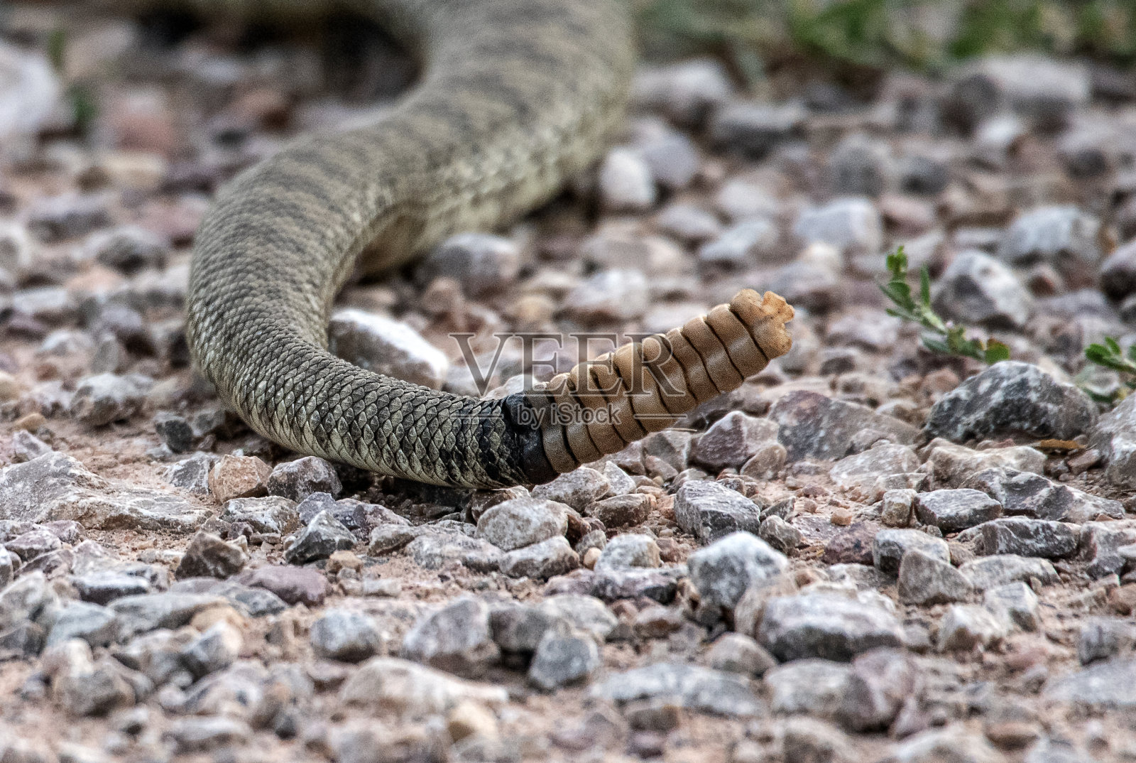 响尾蛇喋喋不休照片摄影图片
