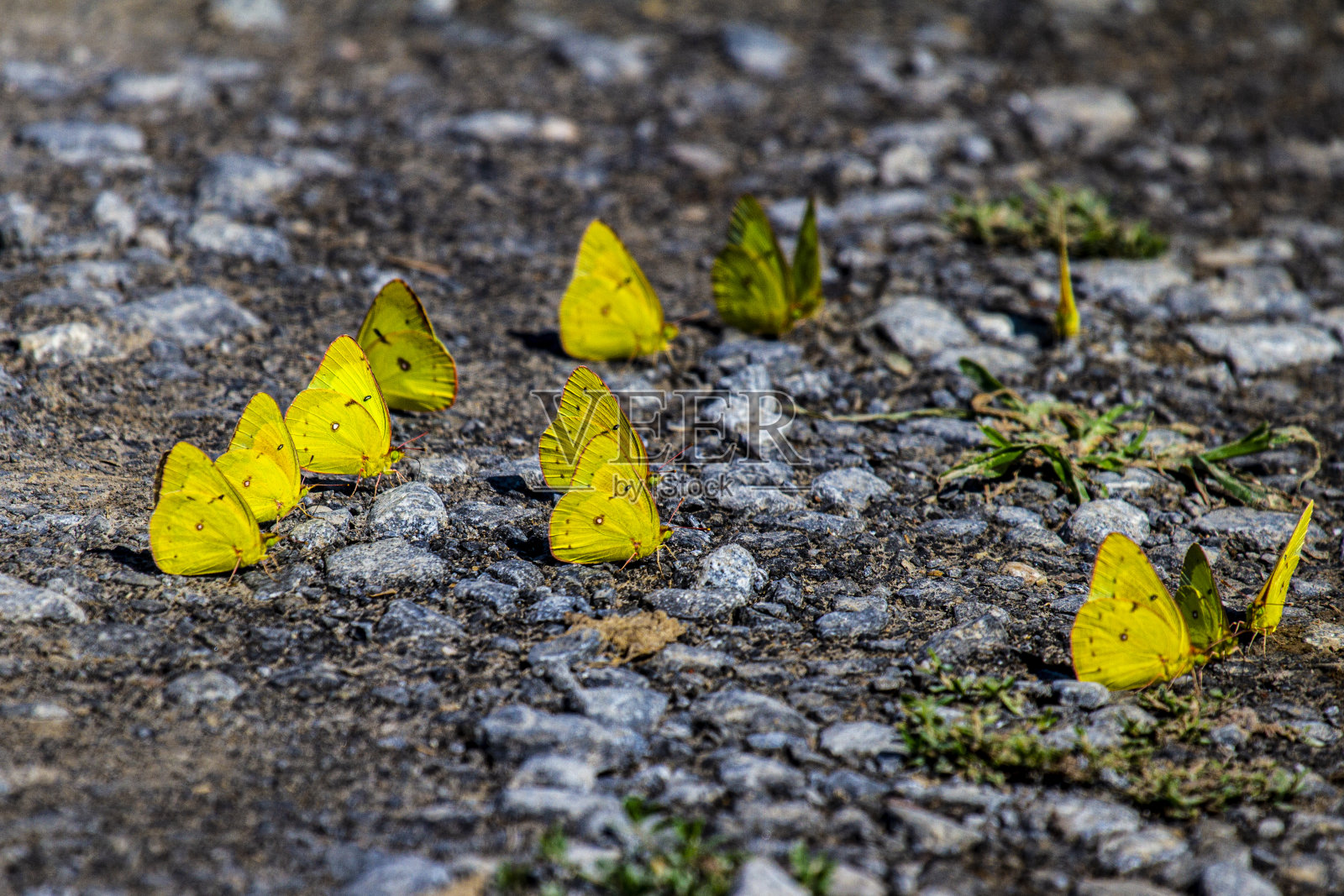 地上的硫磺(普通的黄色)蝴蝶照片摄影图片