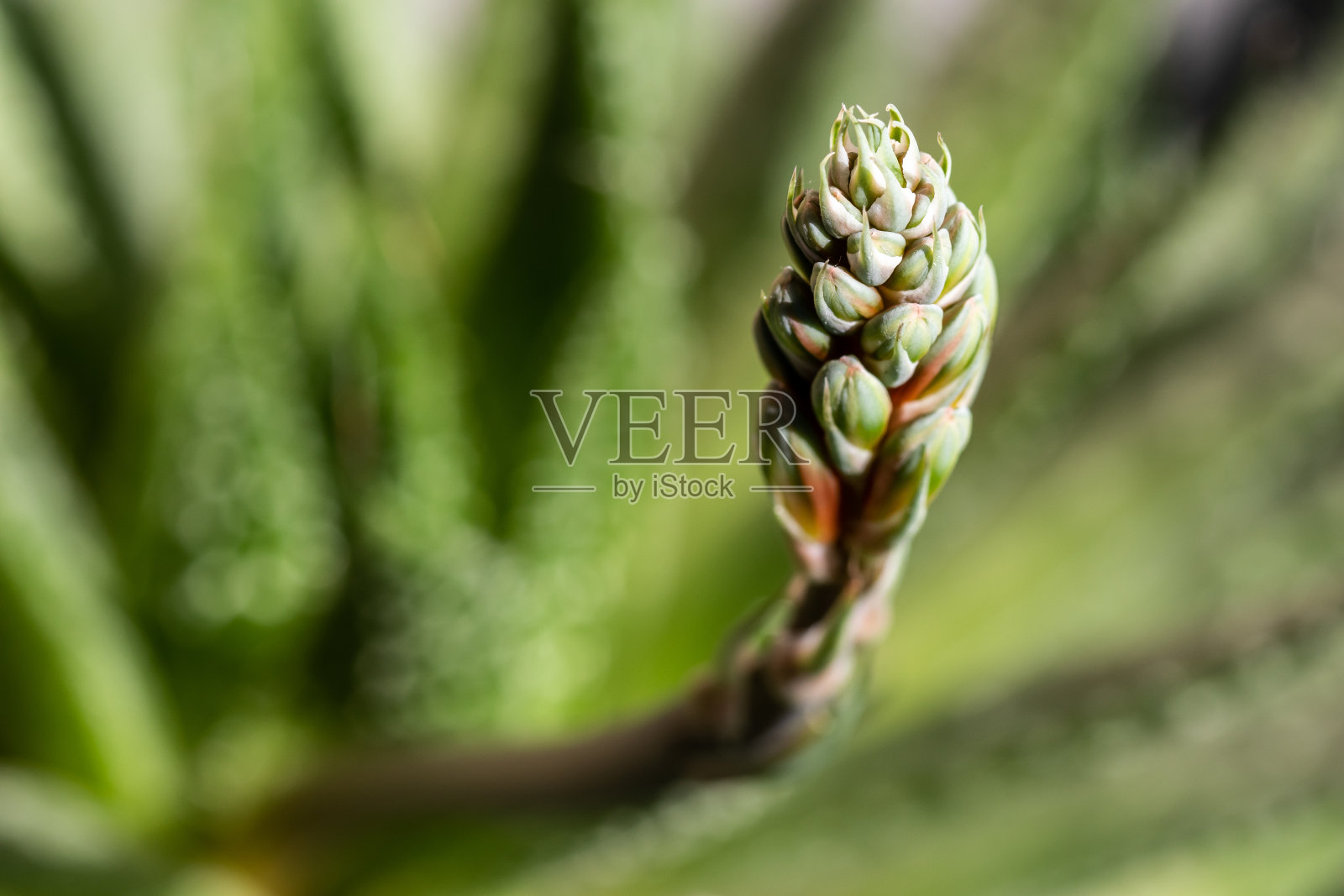 芦荟照片摄影图片