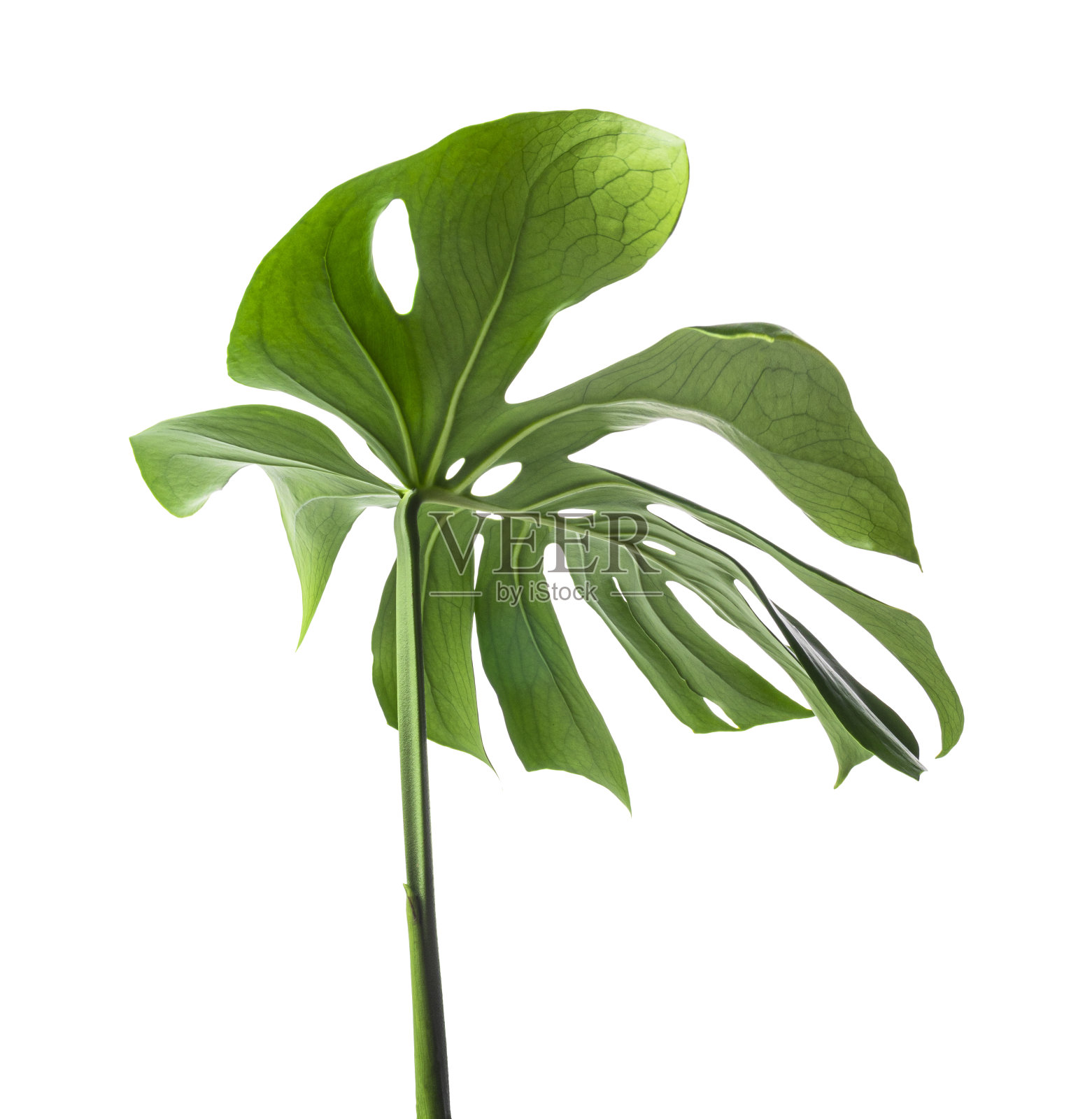 瑞士奶酪植物，孤立在白色背景上，有修剪路径照片摄影图片