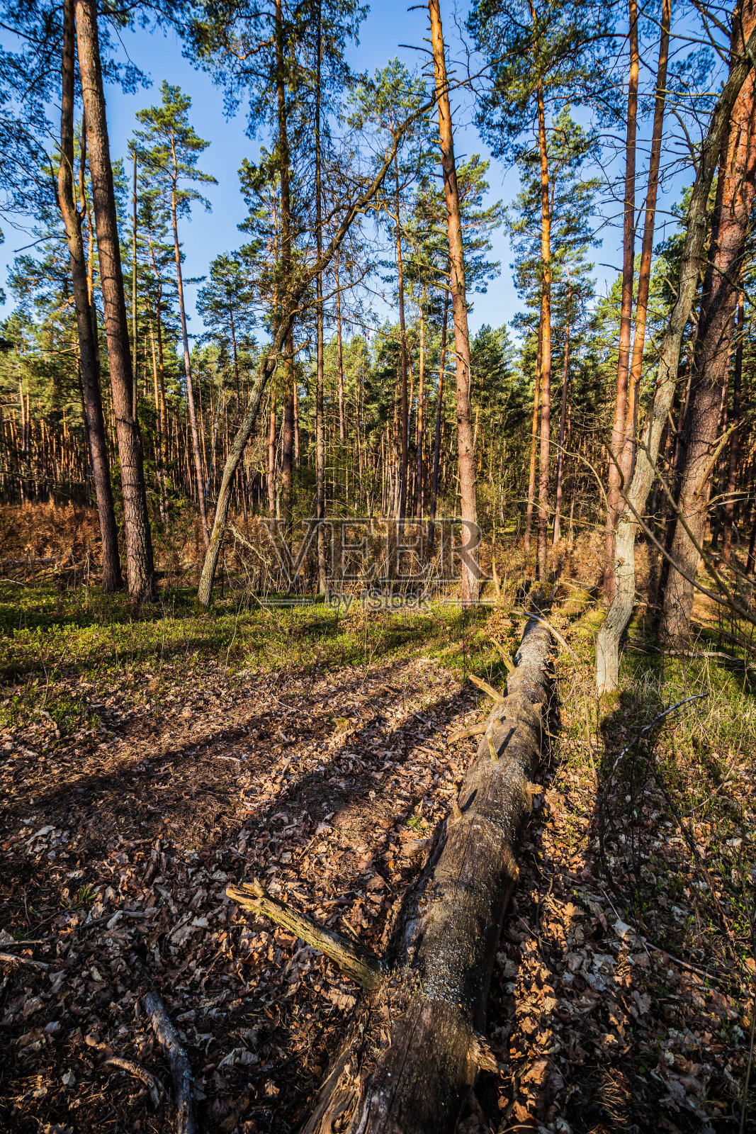 松林照片摄影图片