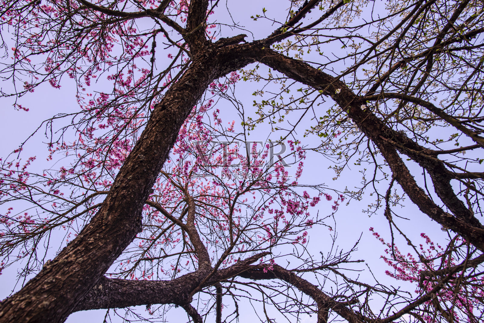 清晨山上的春景照片摄影图片