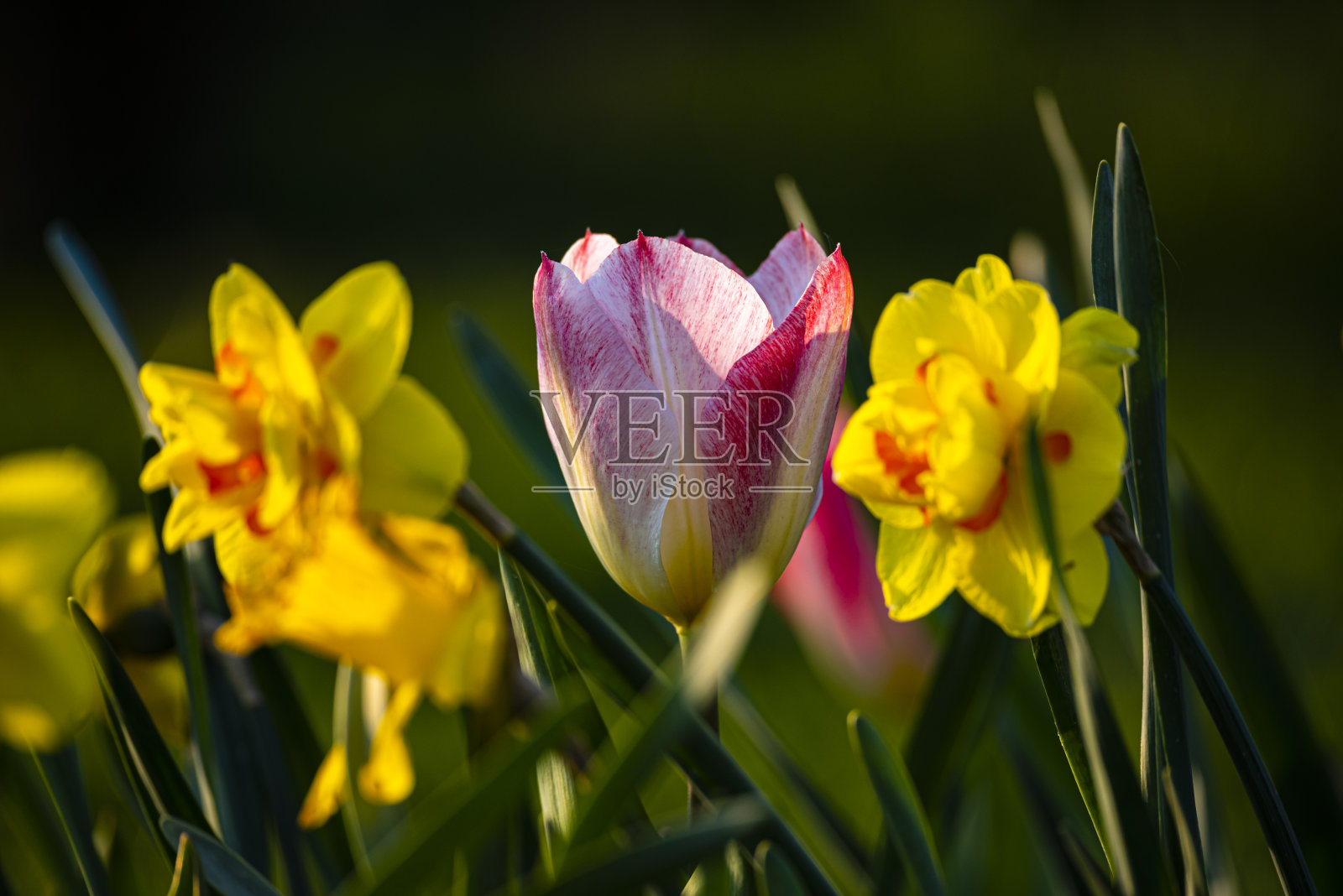郁金香花照片摄影图片