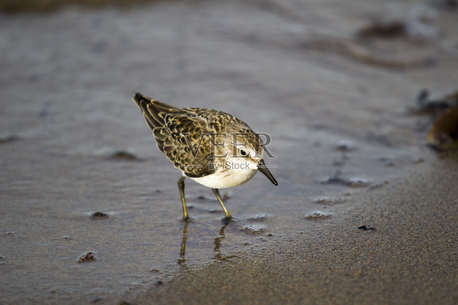 鹬照片摄影图片