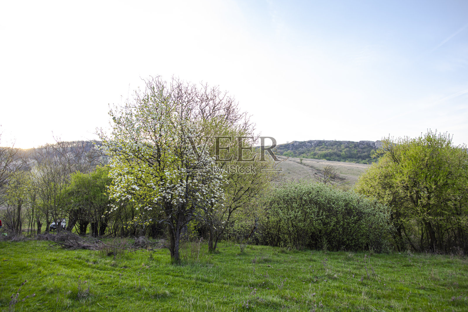 清晨山上的春景照片摄影图片