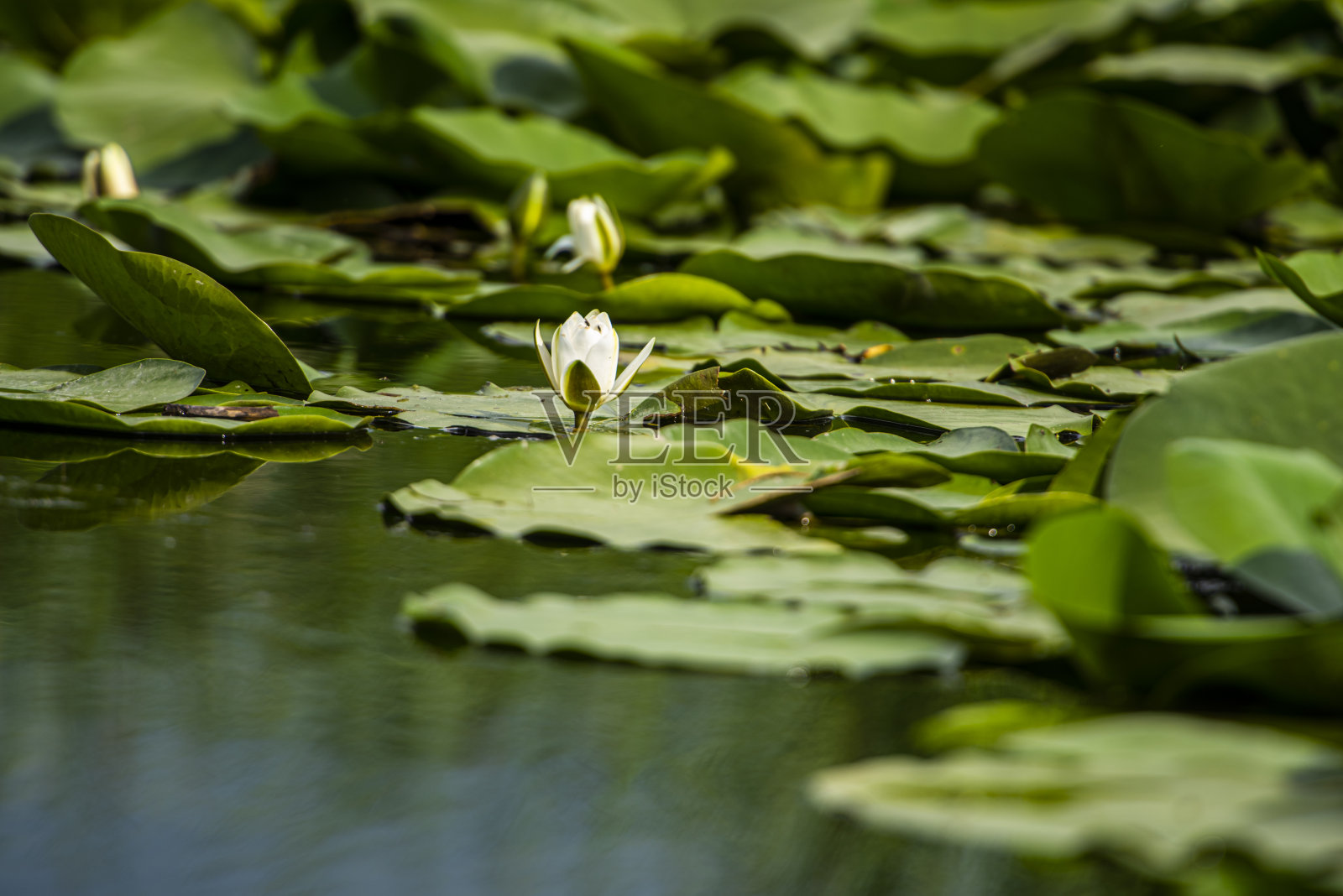 多瑙河三角洲视图照片摄影图片