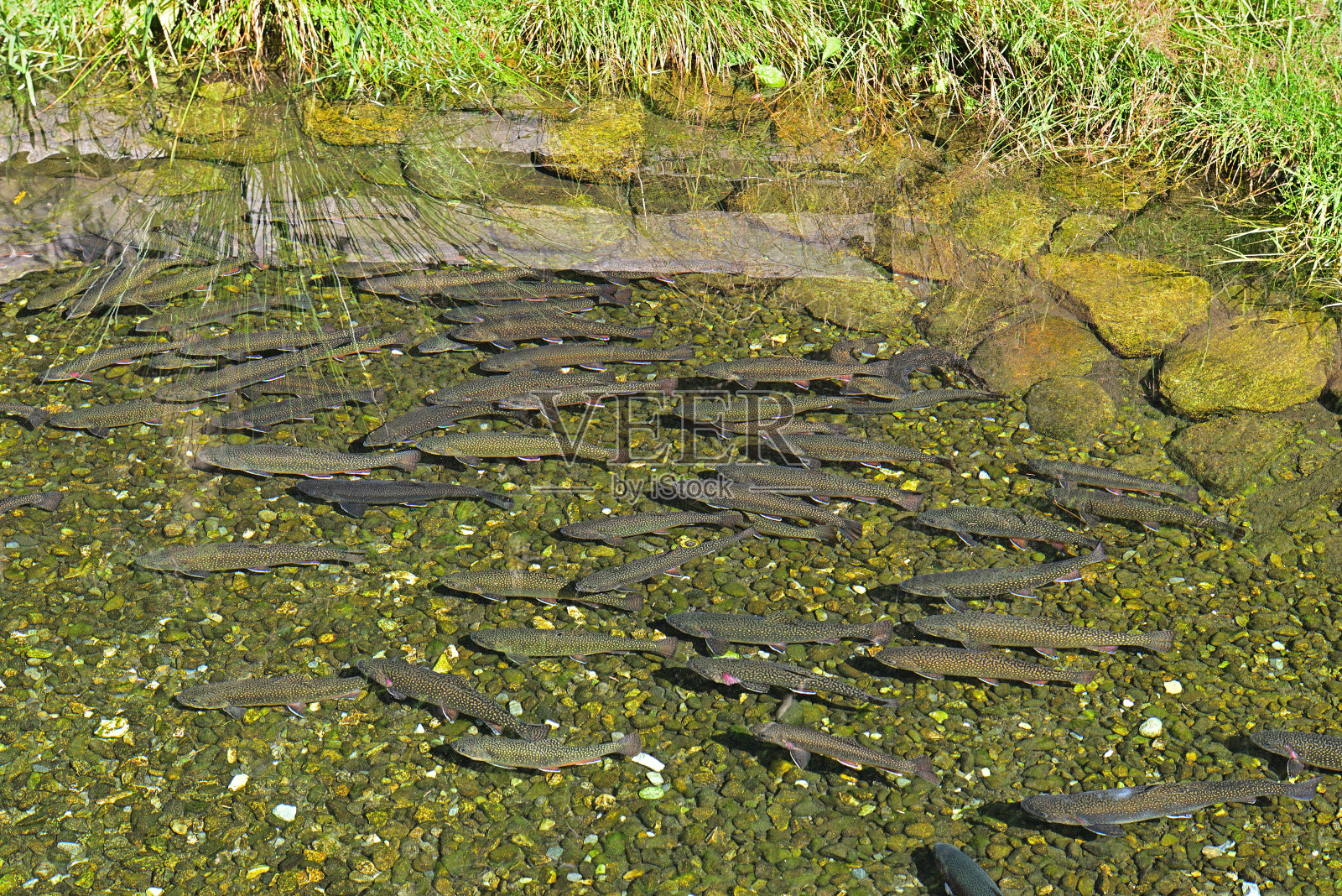 鲁伊茨瀑布(WildeWasserWeg)，壮观的峡谷，巨大的瀑布和咆哮的水体照片摄影图片