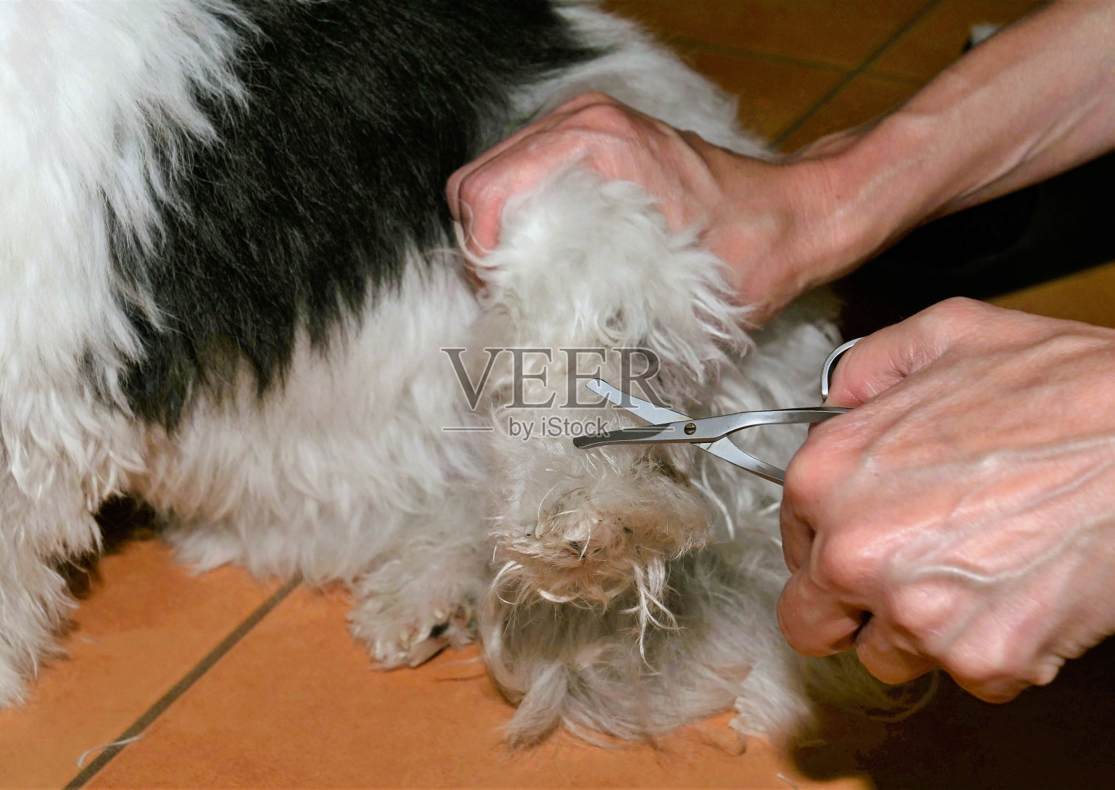 非常可爱的雌性哈瓦那狗是在家里用剪刀照片摄影图片