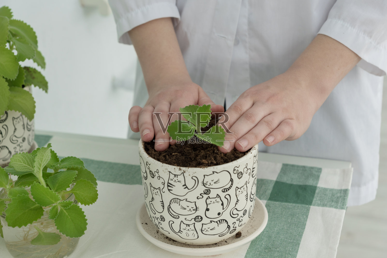 女性双手将薄荷芽插进花盆的泥土中，种植新的薄荷芽。照片摄影图片