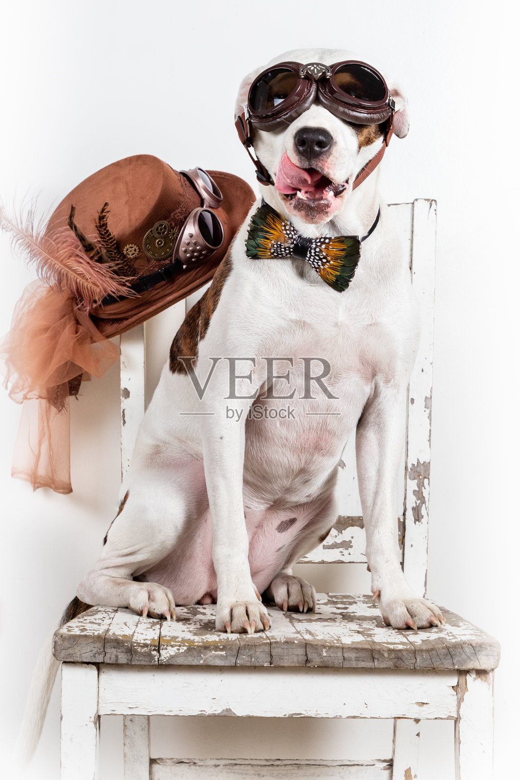 一只狗坐在旧椅子上，戴着护目镜，背景是一个蒸汽朋克Tophat照片摄影图片