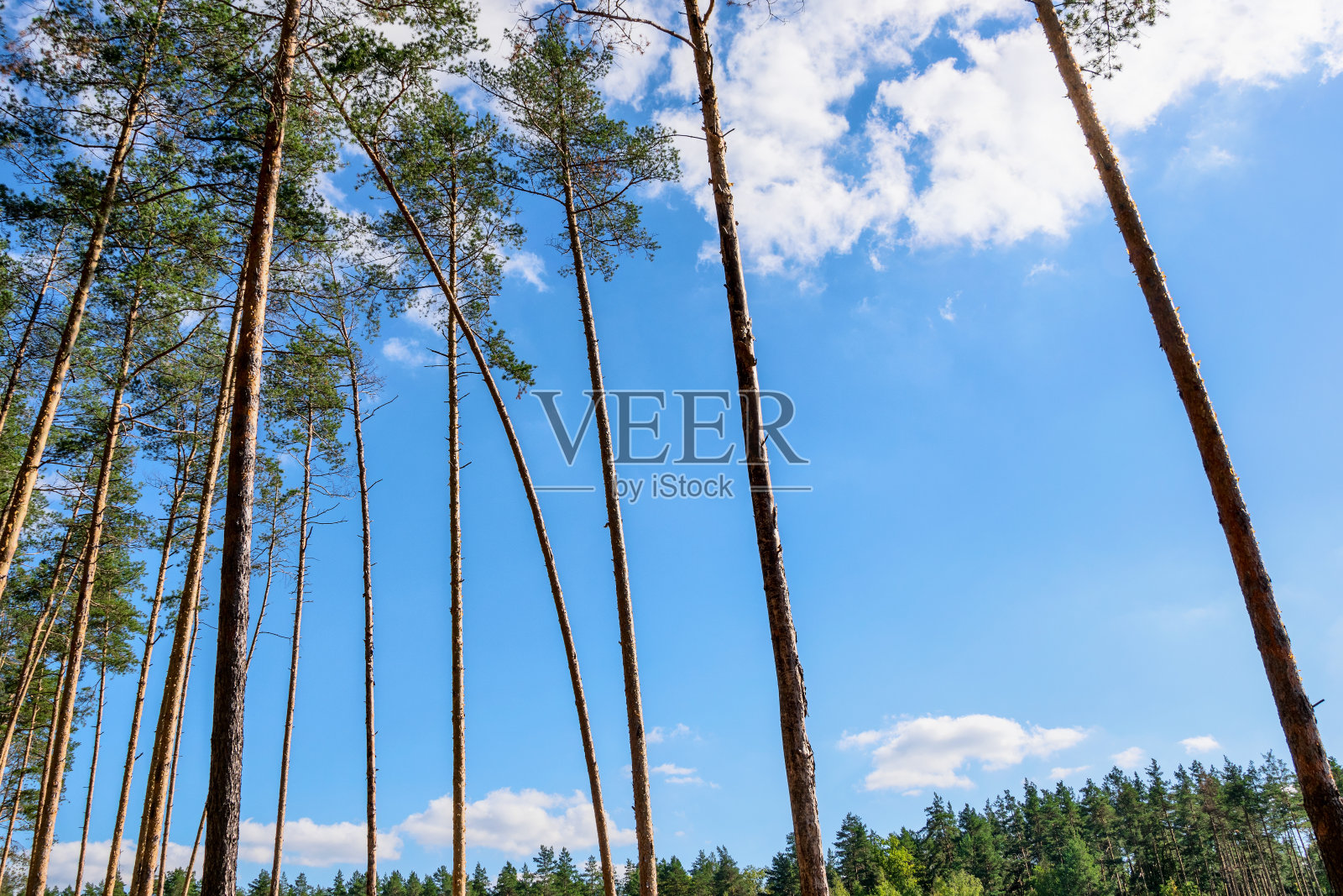 林中空地上光秃秃的松树照片摄影图片