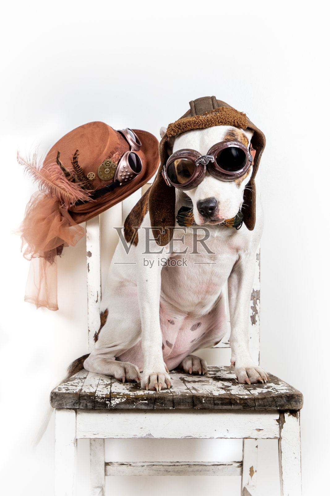 一只狗坐在旧椅子上，戴着护目镜，背景是一顶蒸汽朋克礼帽照片摄影图片