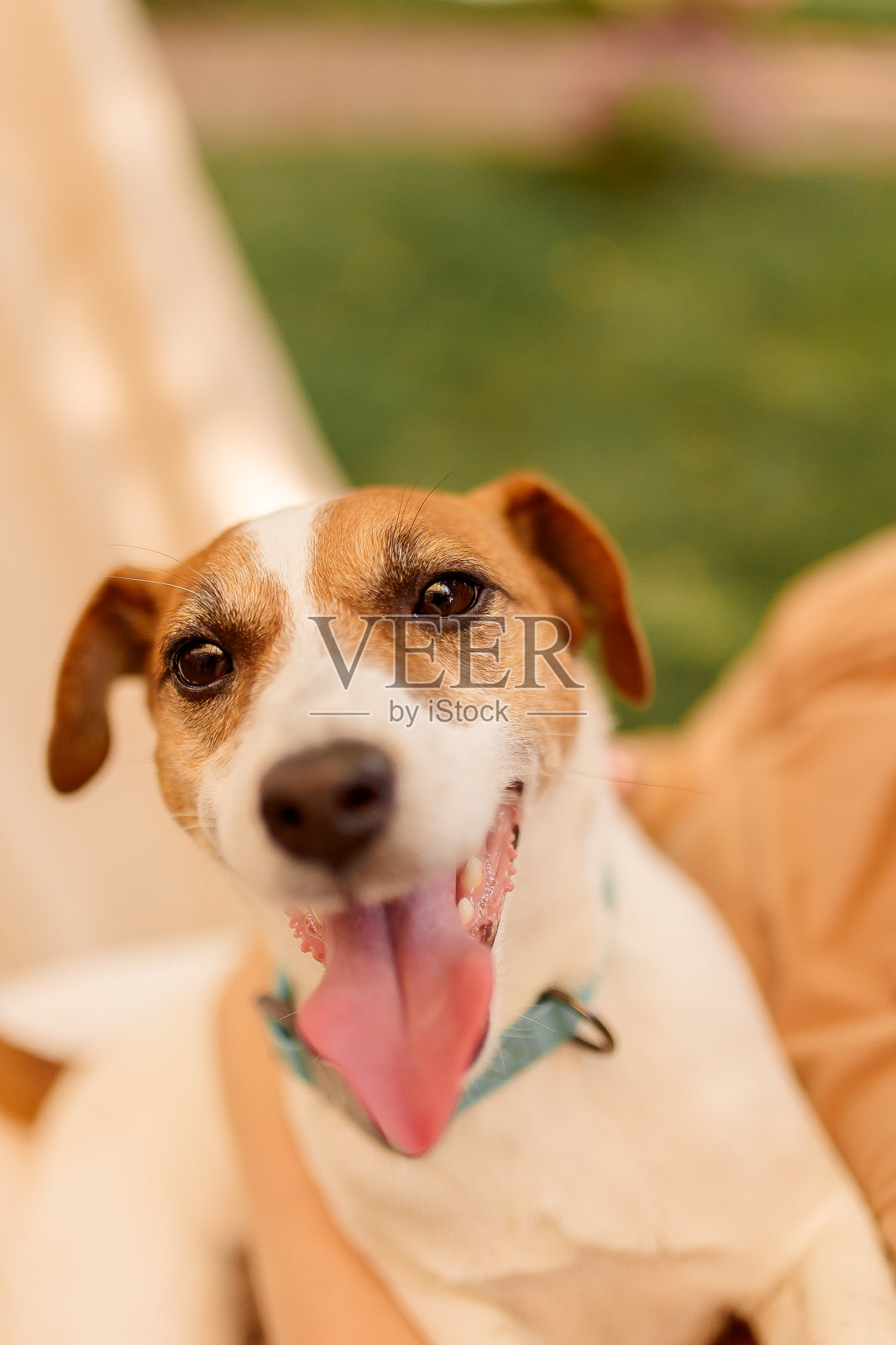 金杰克罗素梗在绿草的背景下，快乐的狗在户外。照片摄影图片