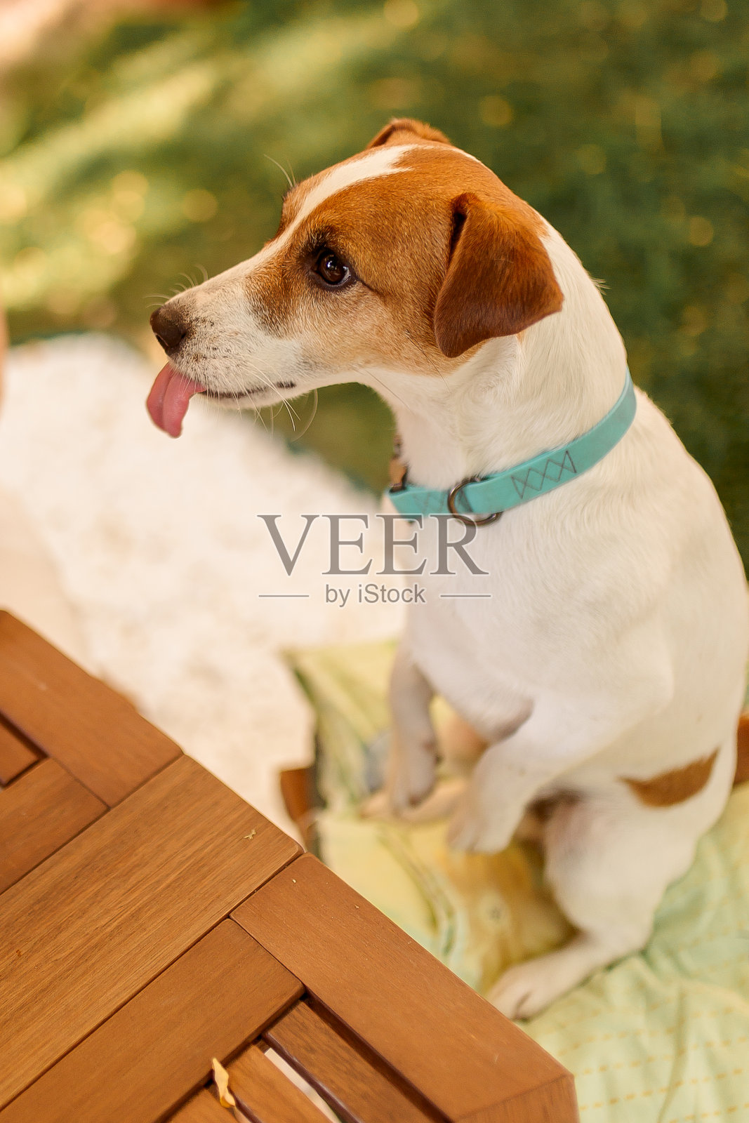 母犬用手喂食杰克罗素梗，学习行为概念照片摄影图片