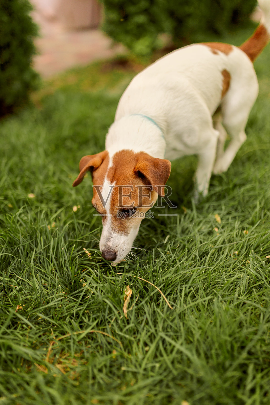 可爱的狗在绿色的草地上。杰克罗素梗在夏天散步。照片摄影图片