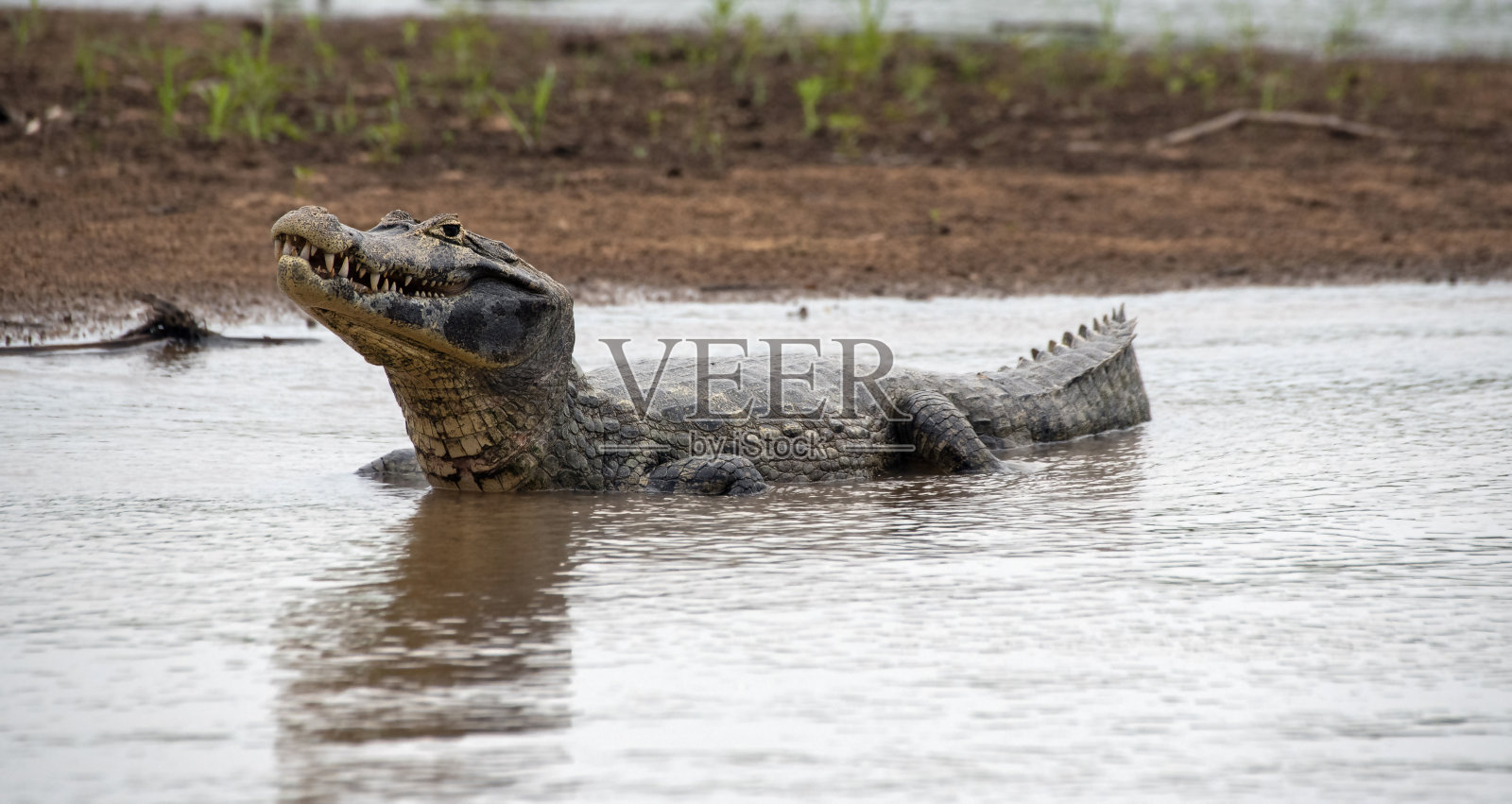 怪物的凯门鳄照片摄影图片