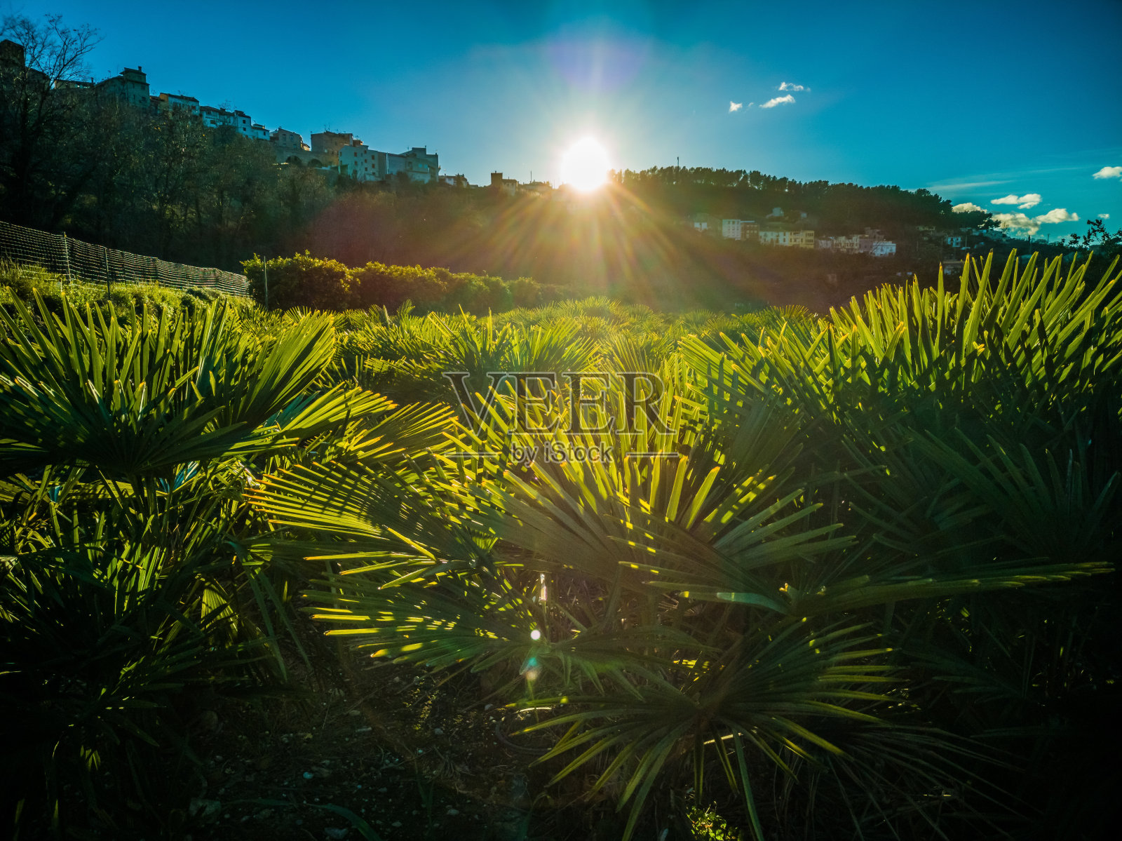 塞戈贝村的棕榈种植地上的日落照片摄影图片