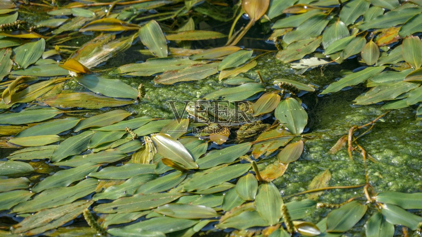 一个绿色青蛙照片摄影图片