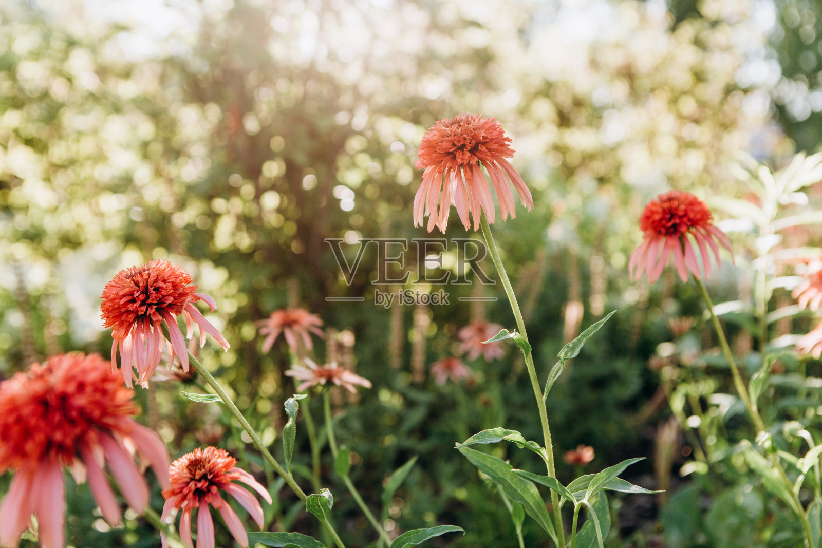 粉红色的野花落在干旱的草地上照片摄影图片